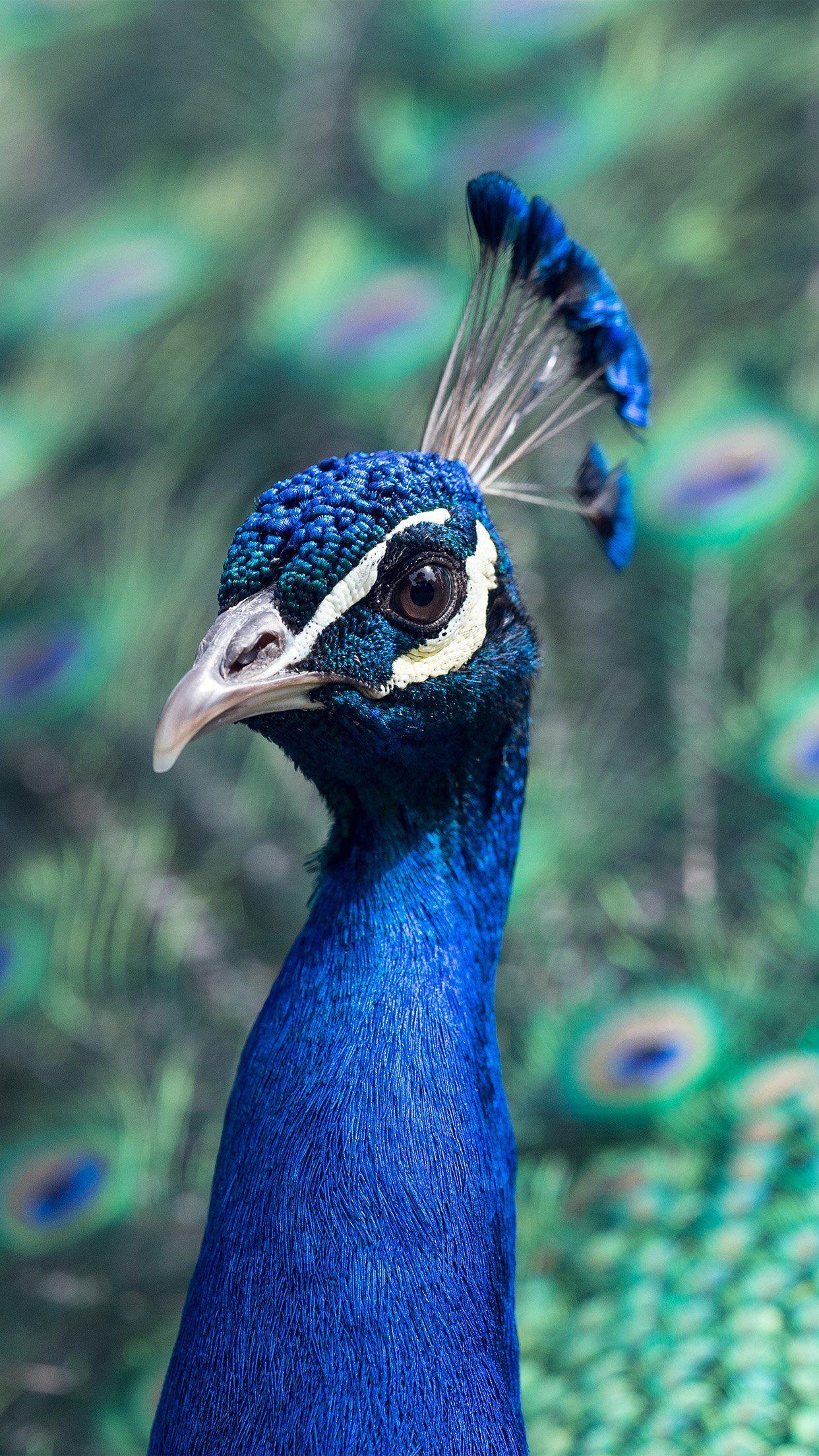Hình nền Android 1242x2208 Peacock Animal Bird Nature Blue - Hình nền HD Android