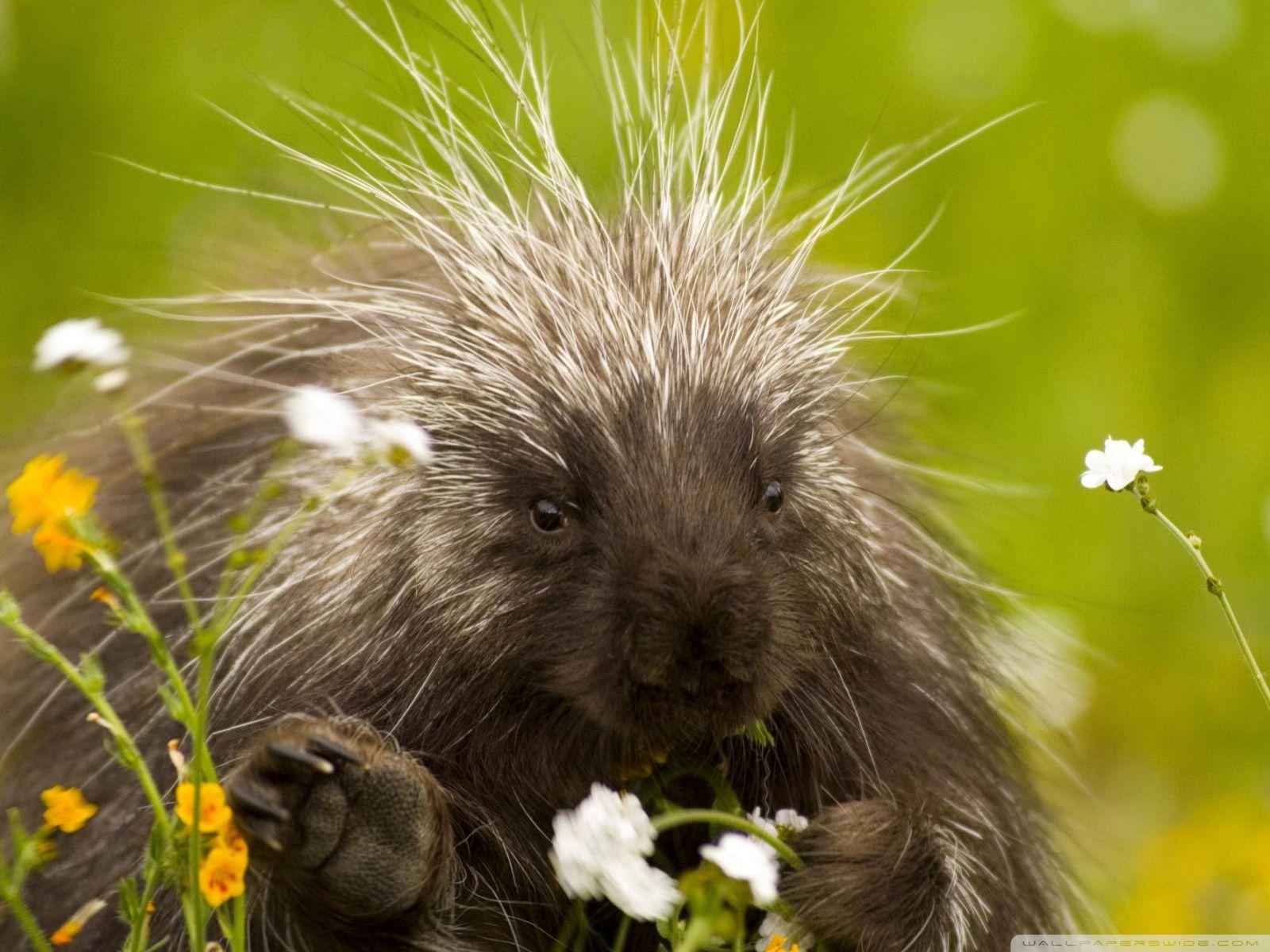 1600x1200 Porcupine And Wildflowers California ❤ 4K HD Desktop Wallpaper