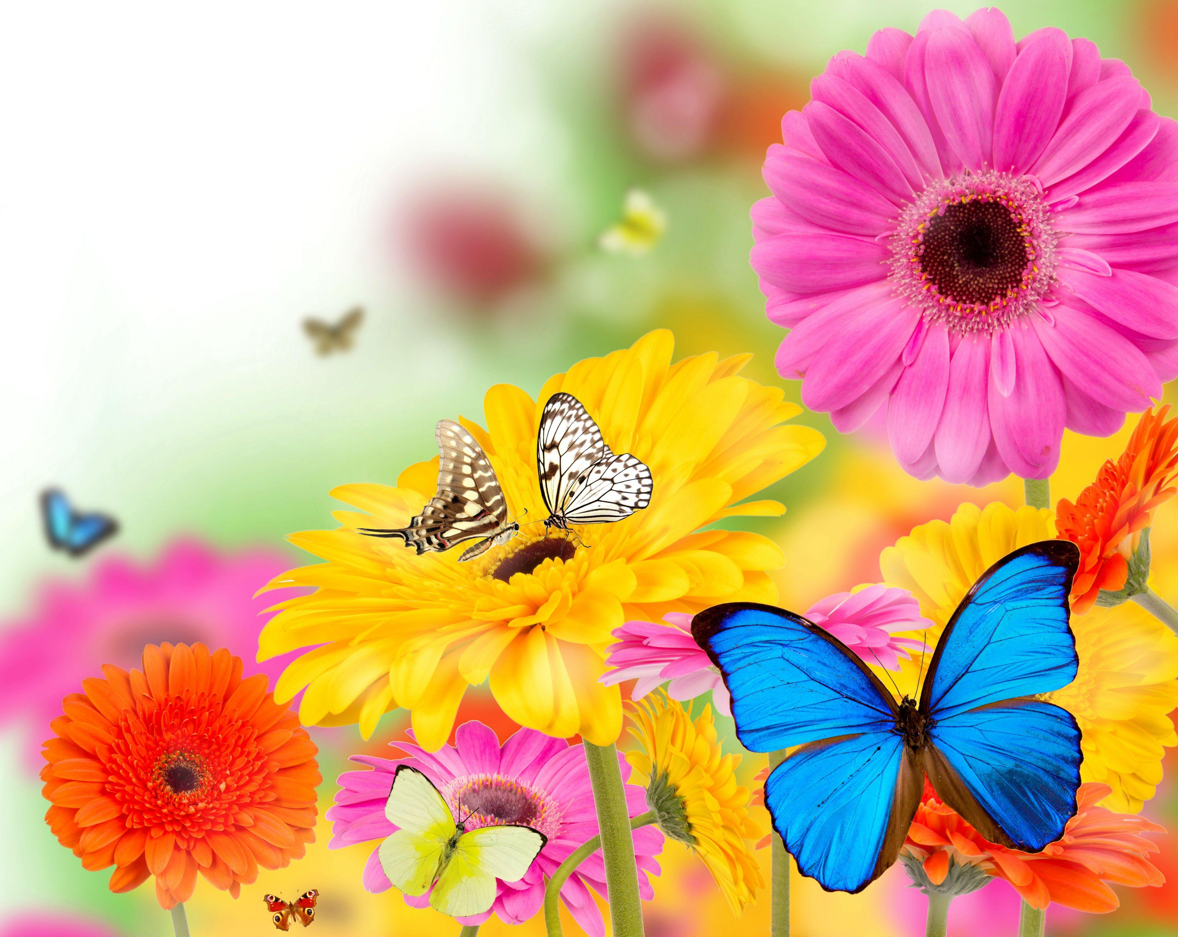 4000x3183 gerberas, Butterflies, Flowers, Butterfly, Bokeh, Summer, Spring Wallpaper HD / Desktop and Mobile Background