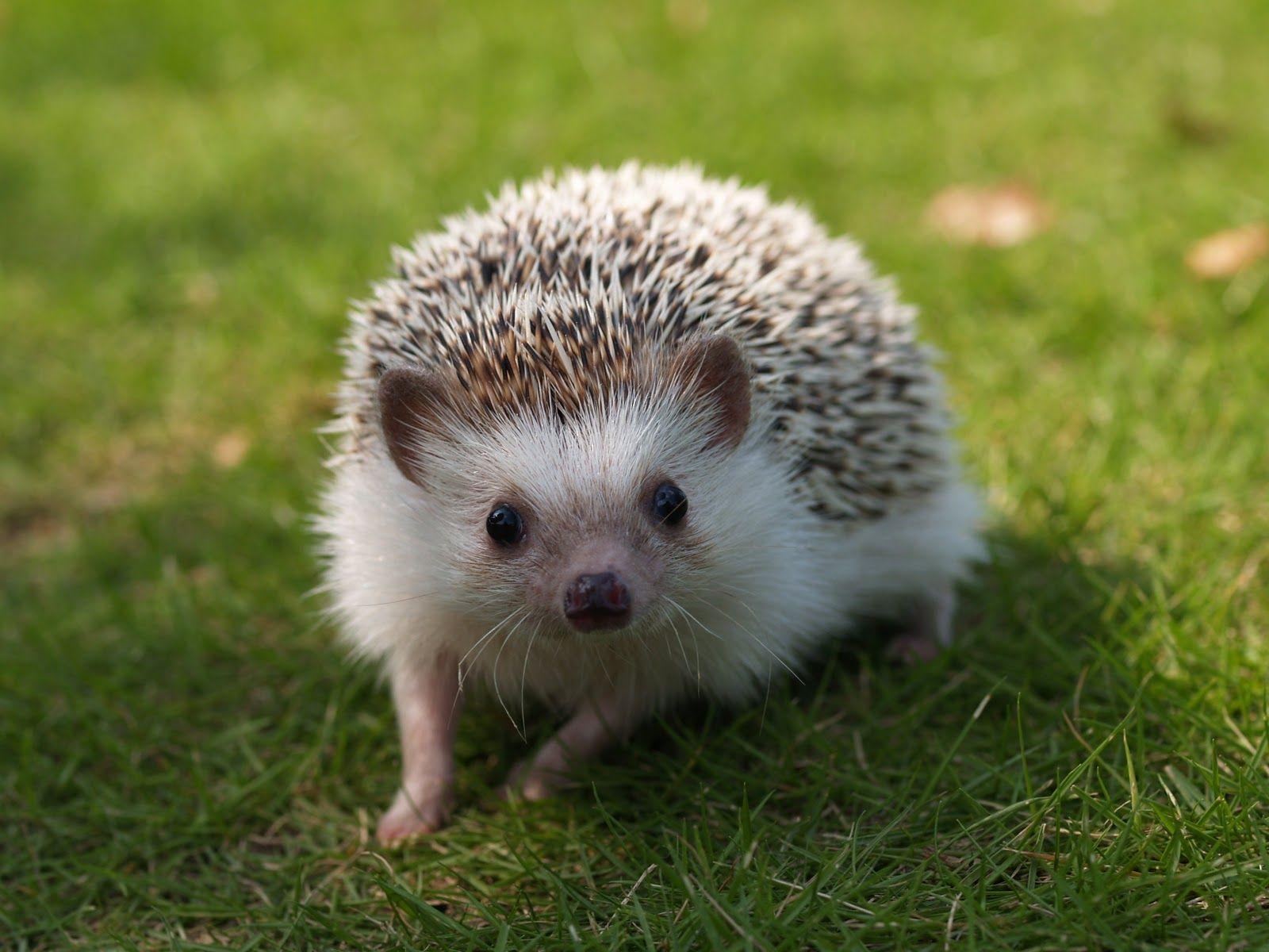 1600x1200 Hedgehog Computer Wallpaper 50473 1600x1200 px