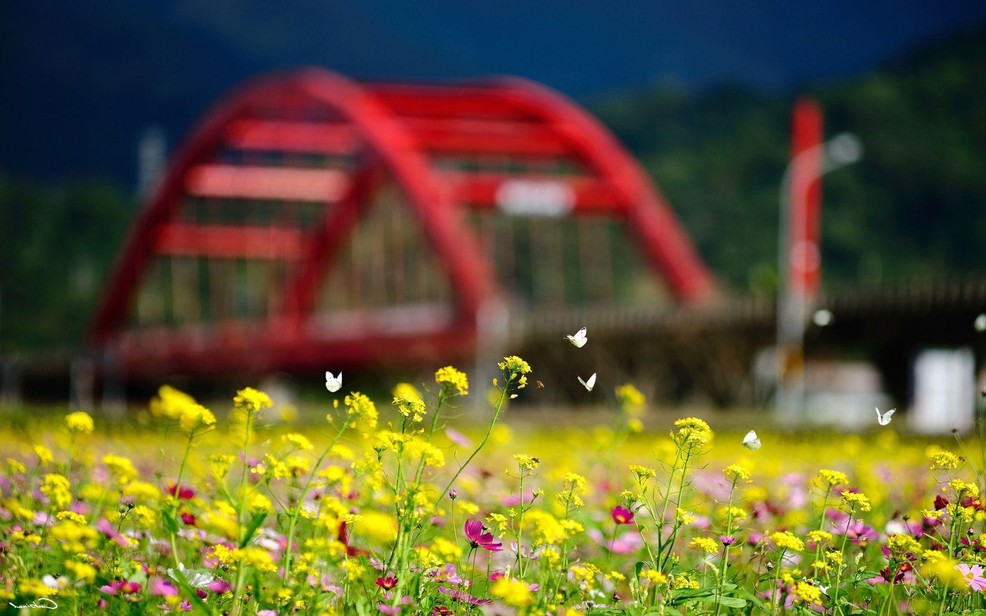 1920x1200 butterflies flowers summer season Desktop Wallpaperk HD
