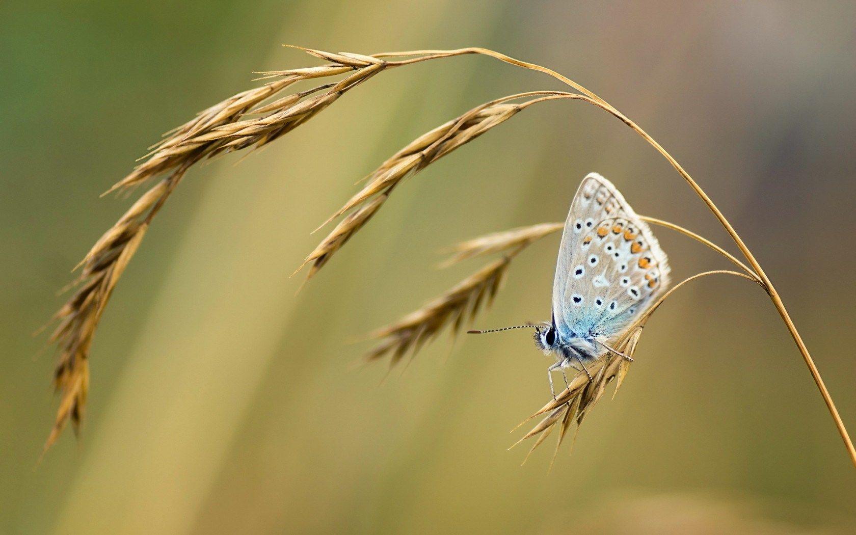 1680x1050 butterfly cool wallpaper Desktop Wallpaperk HD
