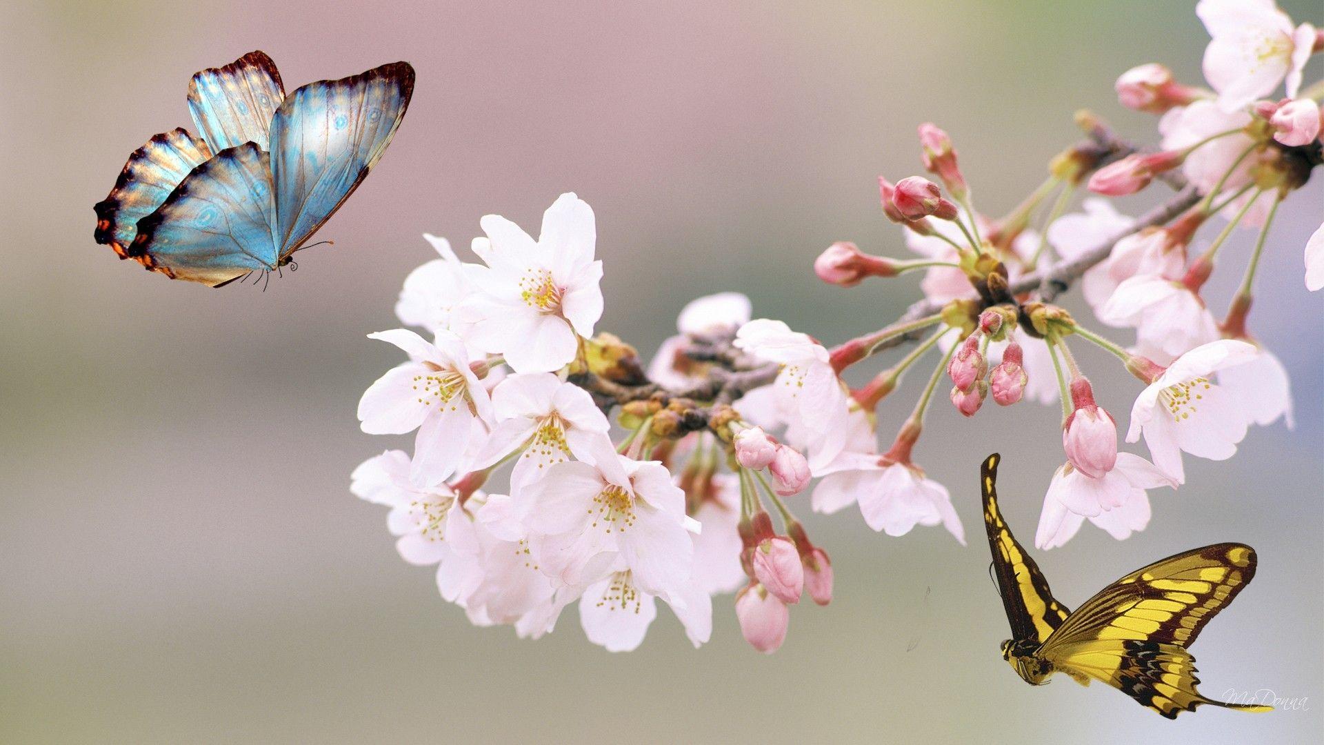 1920x1080 Beautiful Butterflies and Flowers
