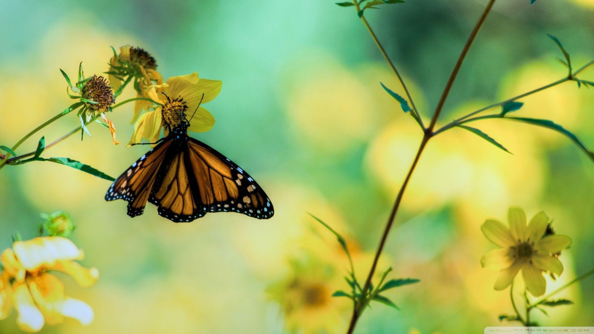 1920x1080 Monarch Butterfly On A Yellow Flower Ultra HD Desktop Background Wallpaper for 4K UHD TV : Multi Display, Dual Monitor : Tablet