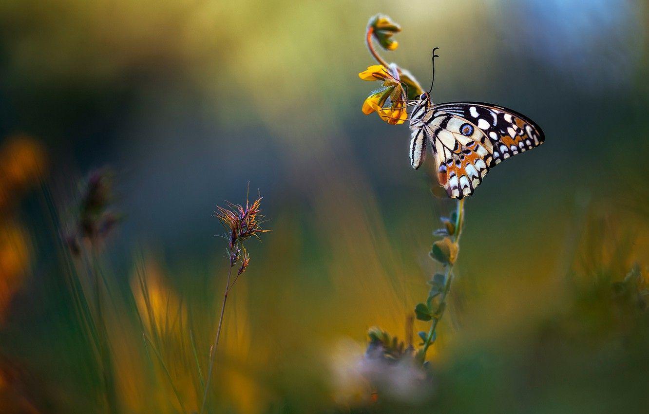 1332x850 Wallpaper summer, macro, flowers, background, butterfly, meadow, Wallpaper from lolita777 image for desktop, section макро