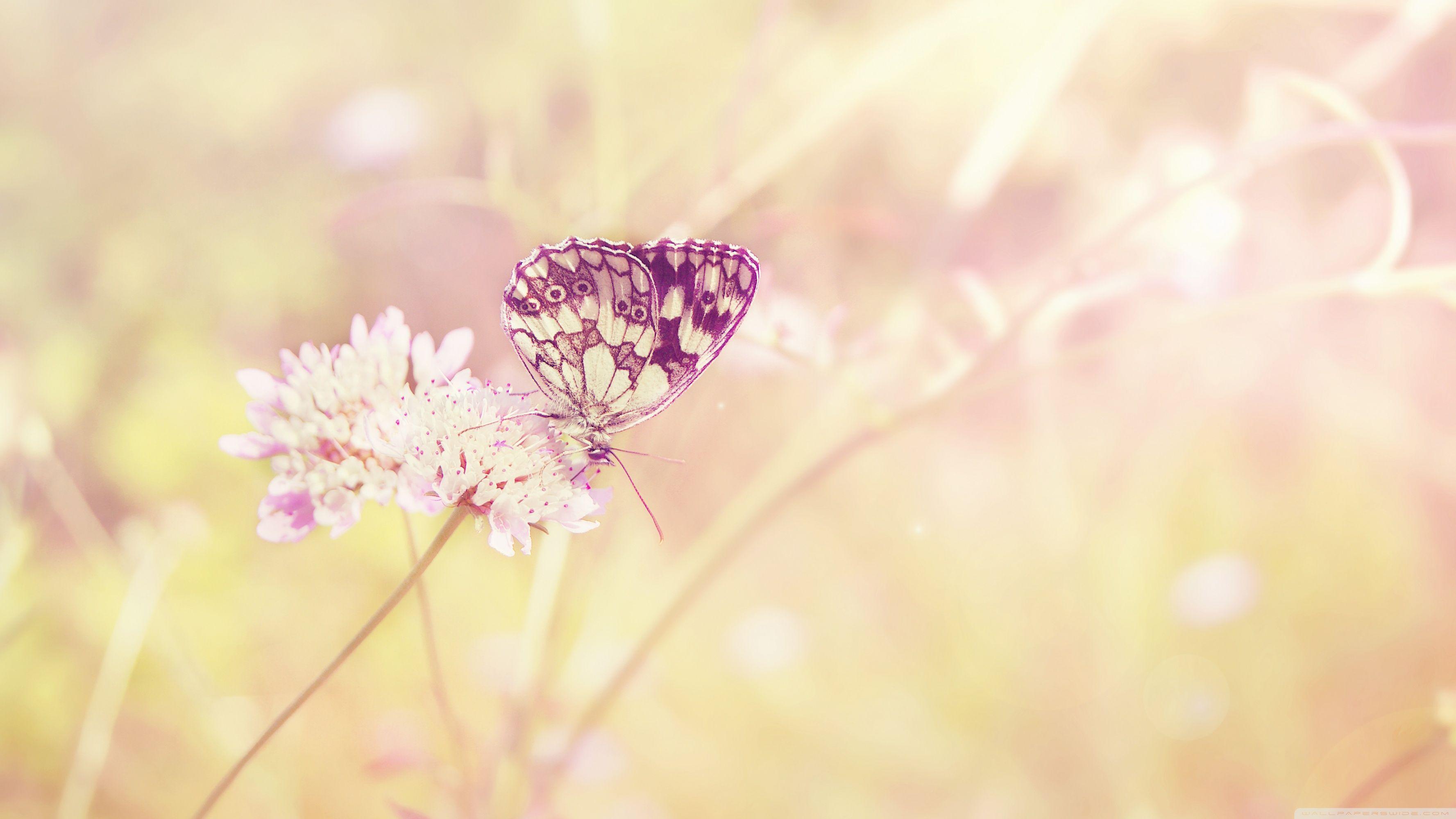3554x1999 Butterfly Ultra HD Desktop Background Wallpaper for 4K UHD TV : Multi Display, Dual Monitor : Tablet