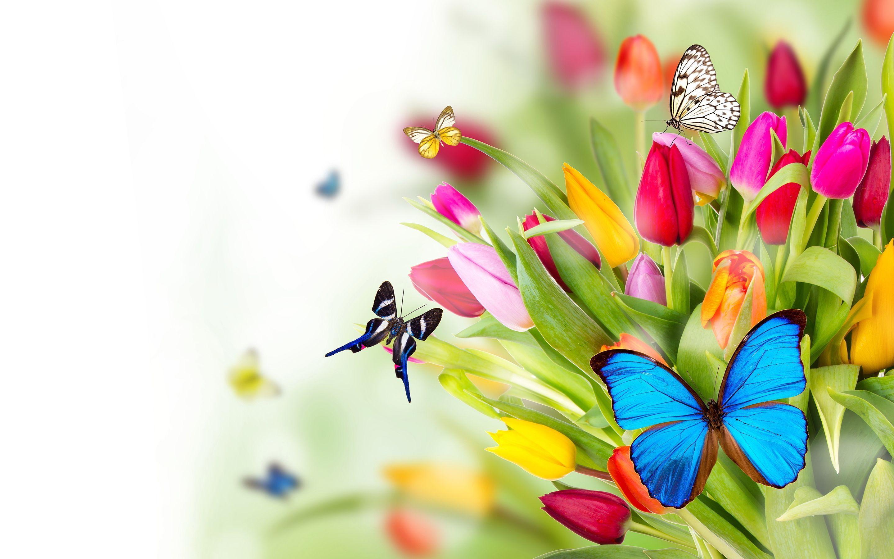 2880x1800 Flowers With Butterfly Wallpaper HD