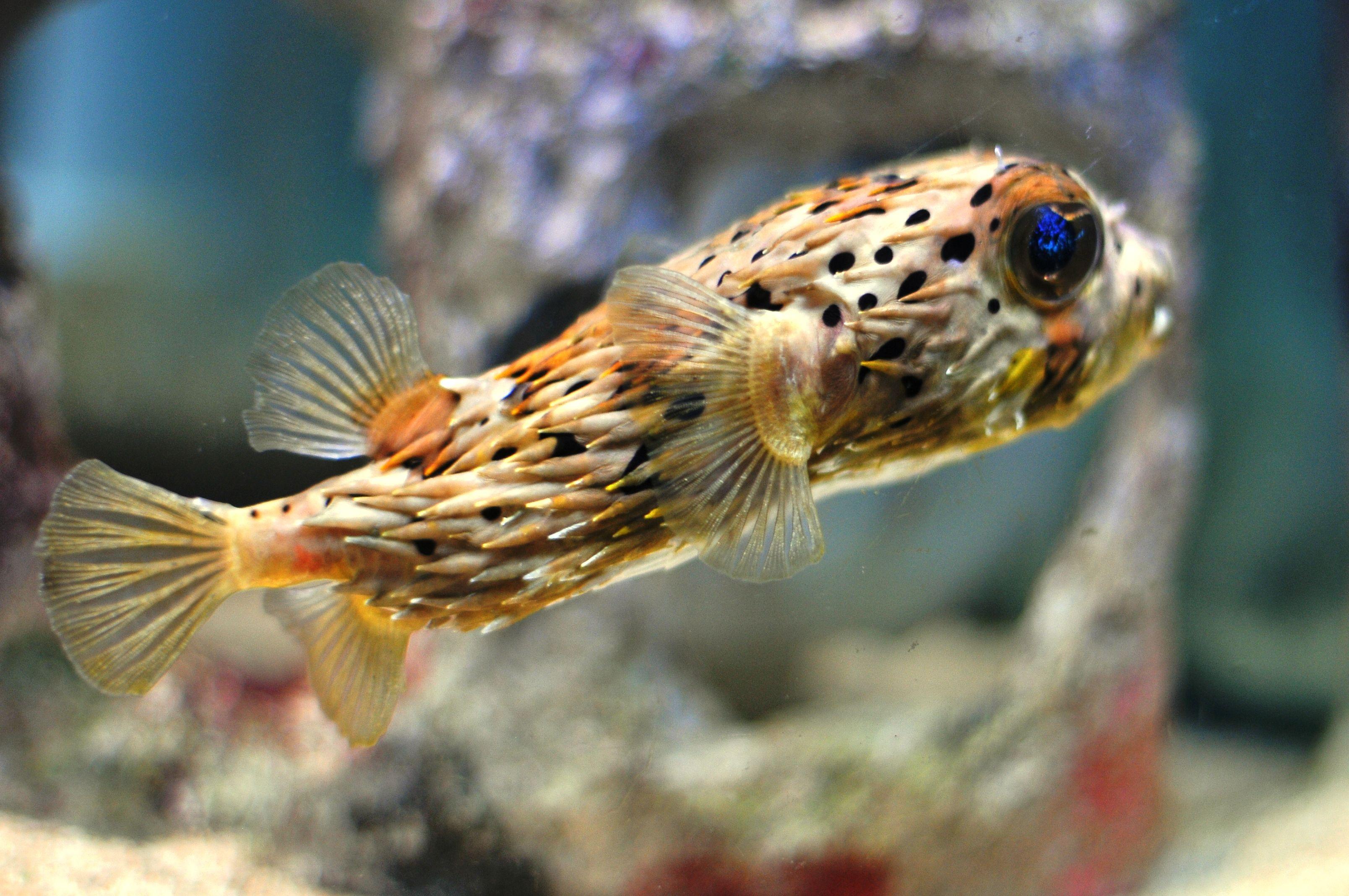 3216x2136 Porcupine Puffer Fish Full HD Wallpaper