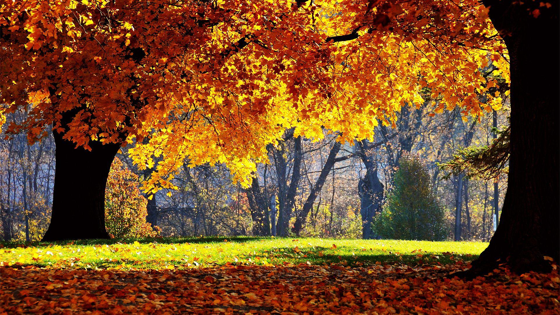 1920x1080 Cool Fall Wallpaper