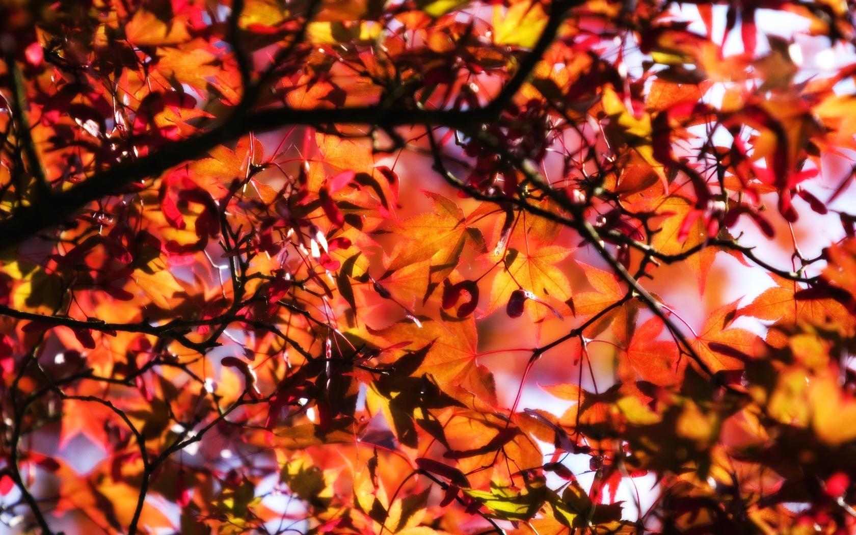 1680x1050 Free download Cool Autumn Background wallpaper at GetHDPiccom [1680x1050] for your Desktop, Mobile & Tablet. Explore Cool Fall Background. Fall Wallpaper Background for Computer, Cool Fall Wallpaper