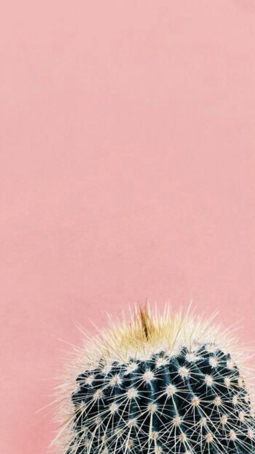 1080x1920 Cactus Pink Aesthetic Wallpaper