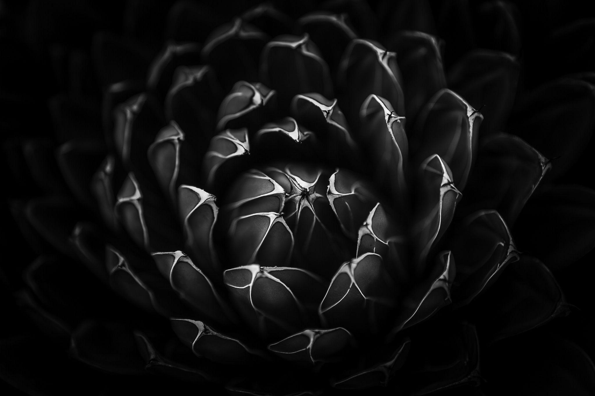 Cactus Black and White Wallpapers - Top Free Cactus Black and White