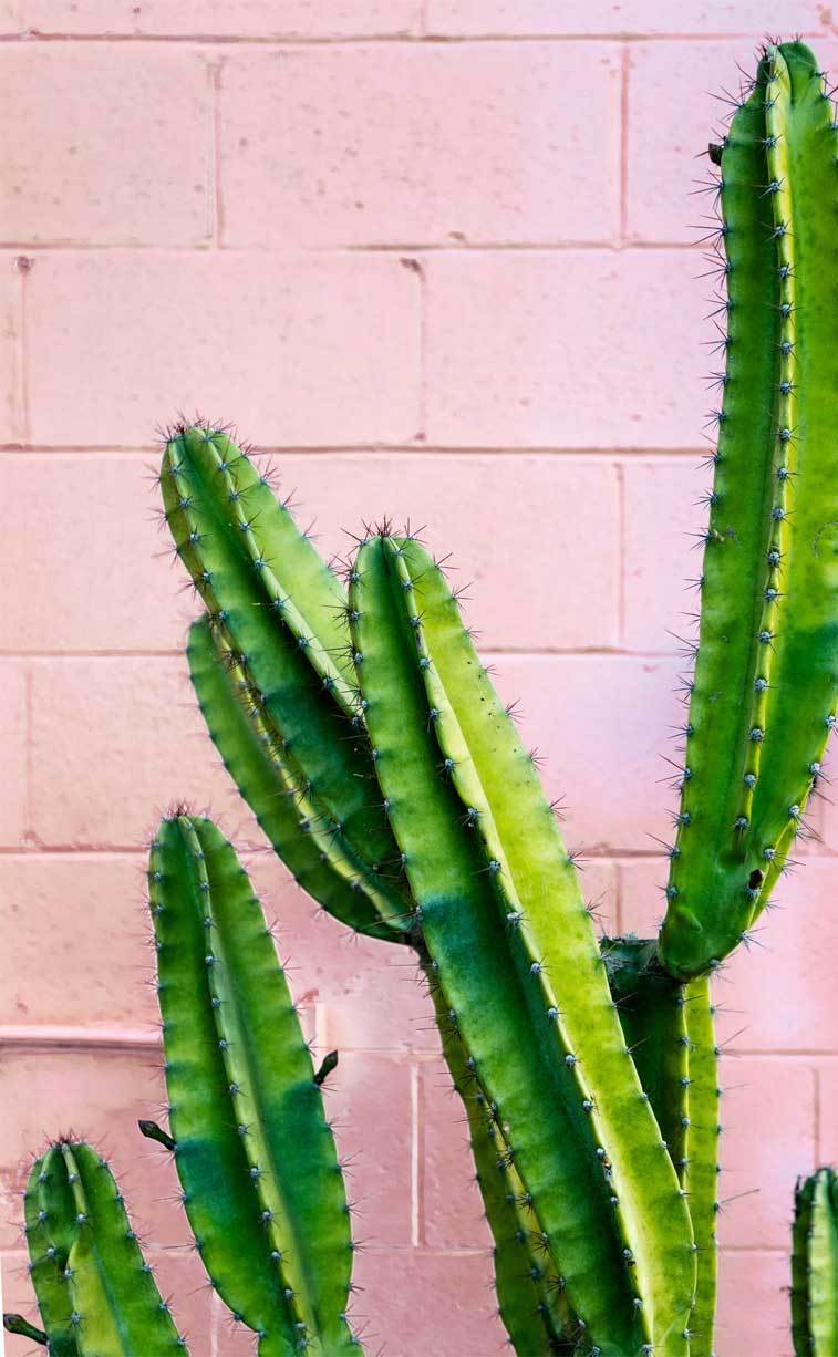 Pink Cactus Wallpapers - Top Free Pink Cactus Backgrounds - WallpaperAccess