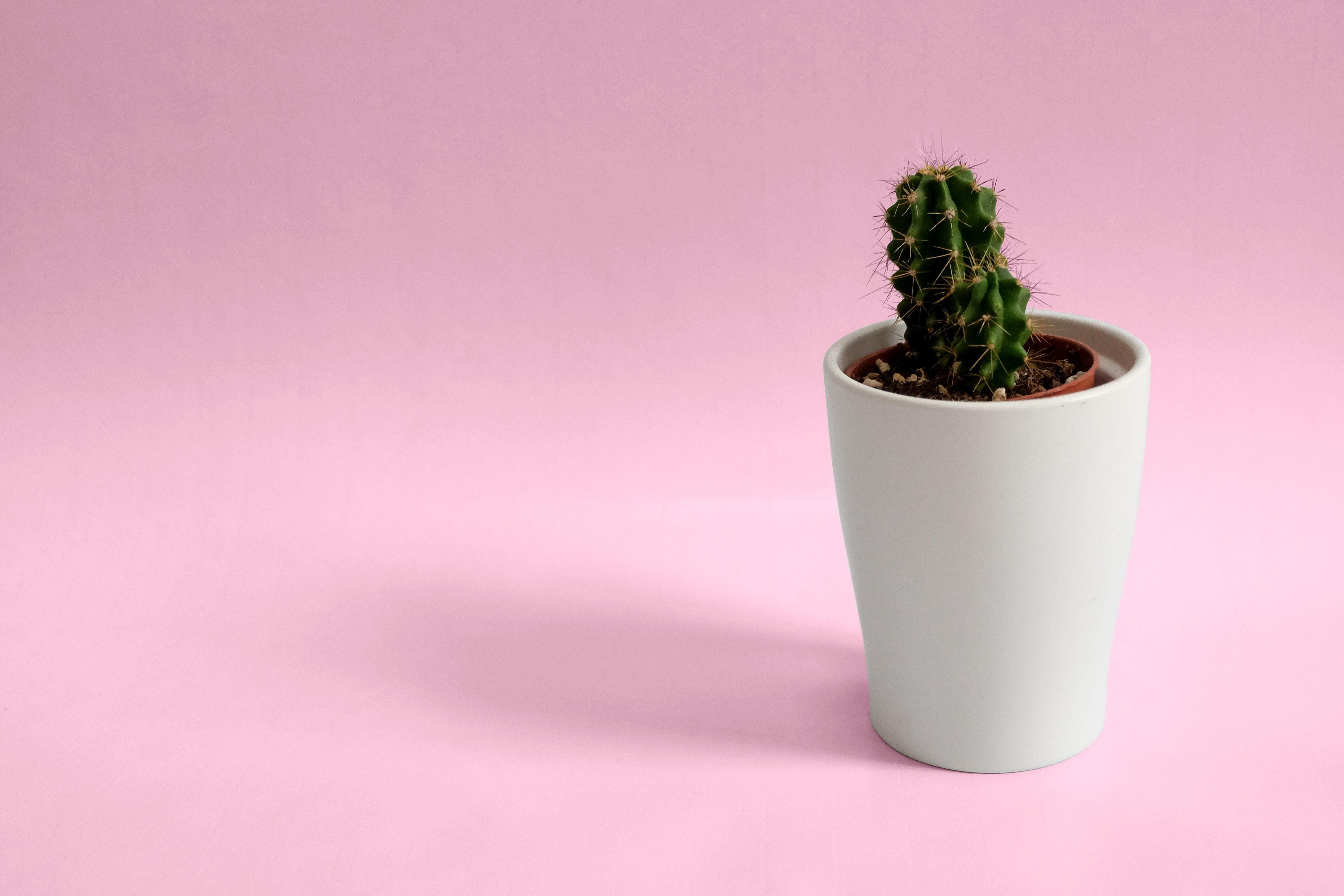 4896x3264 Minimalist Desktop Background Cactus