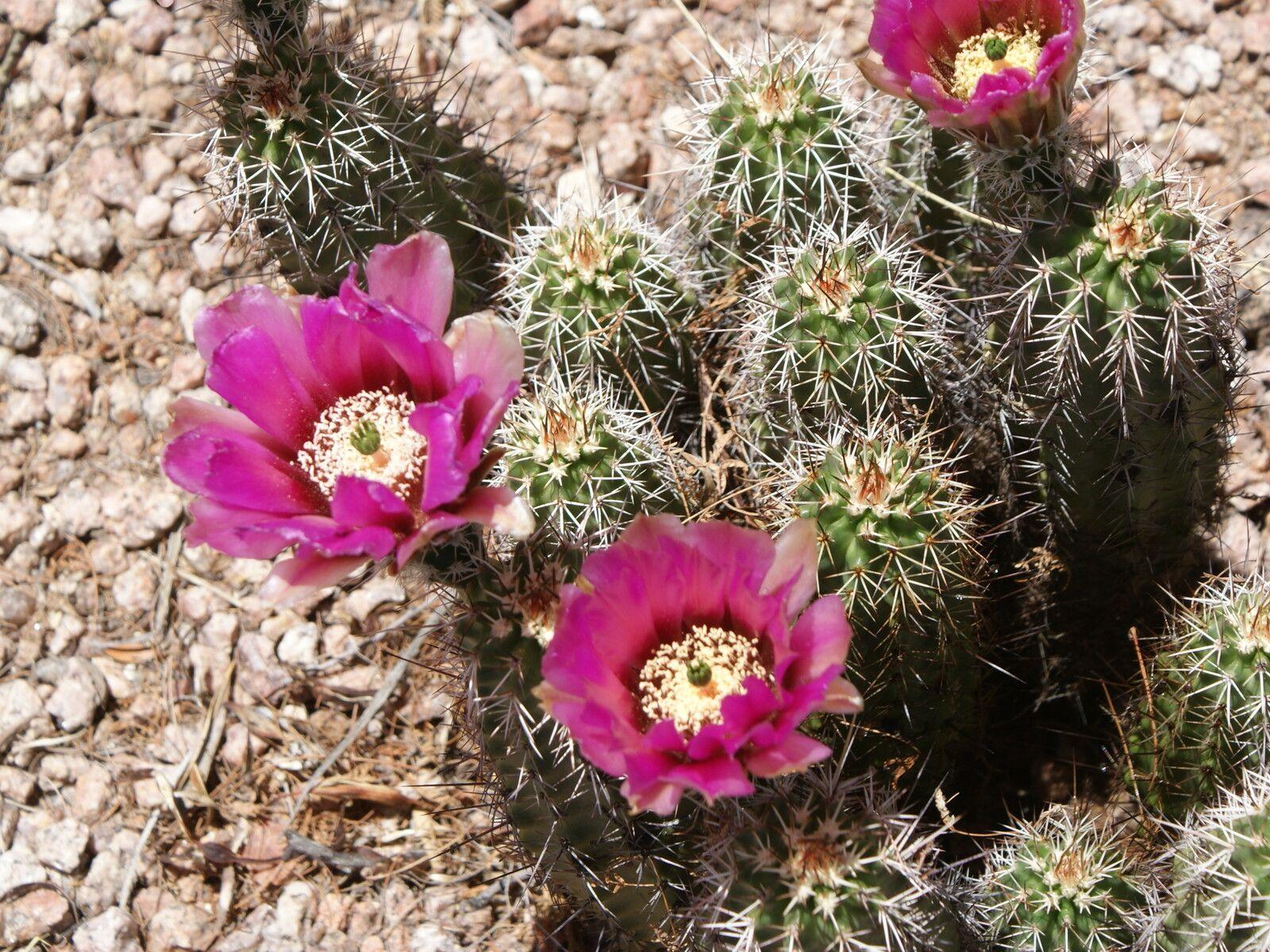 1600x1200 Pink Cactus flower blooming