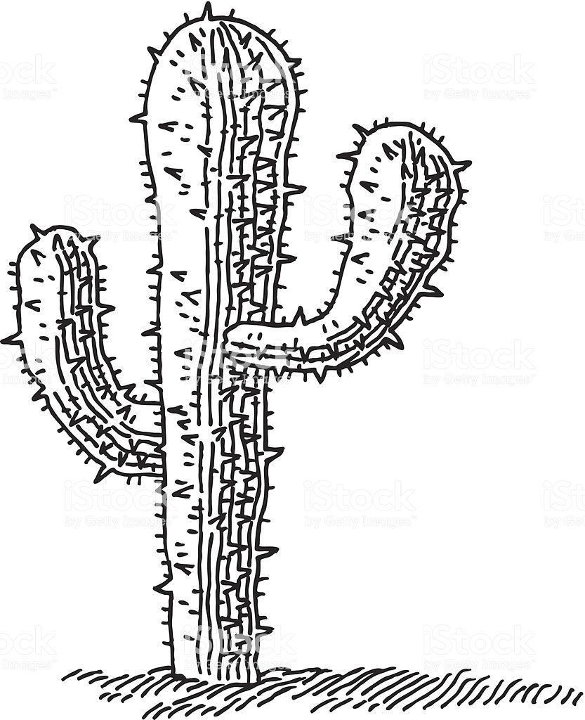 833x1024 Hand Drawn Vector Drawing Of A Cactus Plant. Black And White Sketch. Cactus Drawing, Drawings, Black And White Sketches