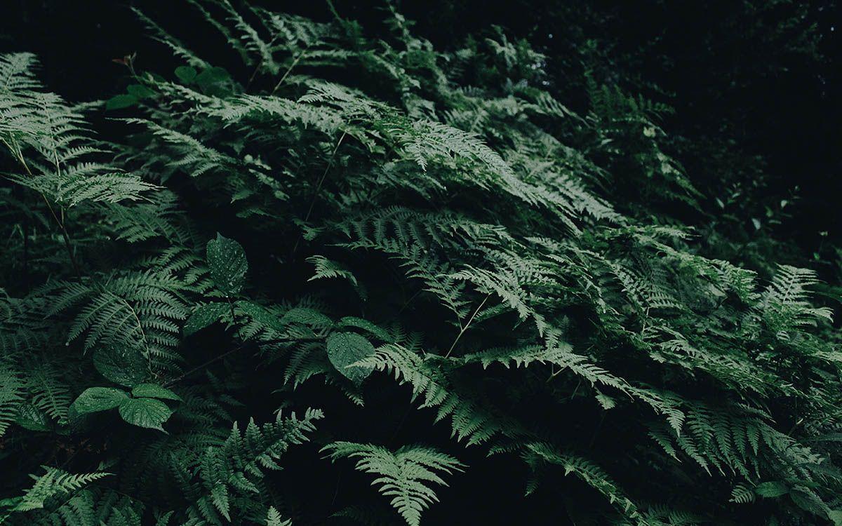 Dark Green Nature HD Wallpapers - Top Free Dark Green Nature HD