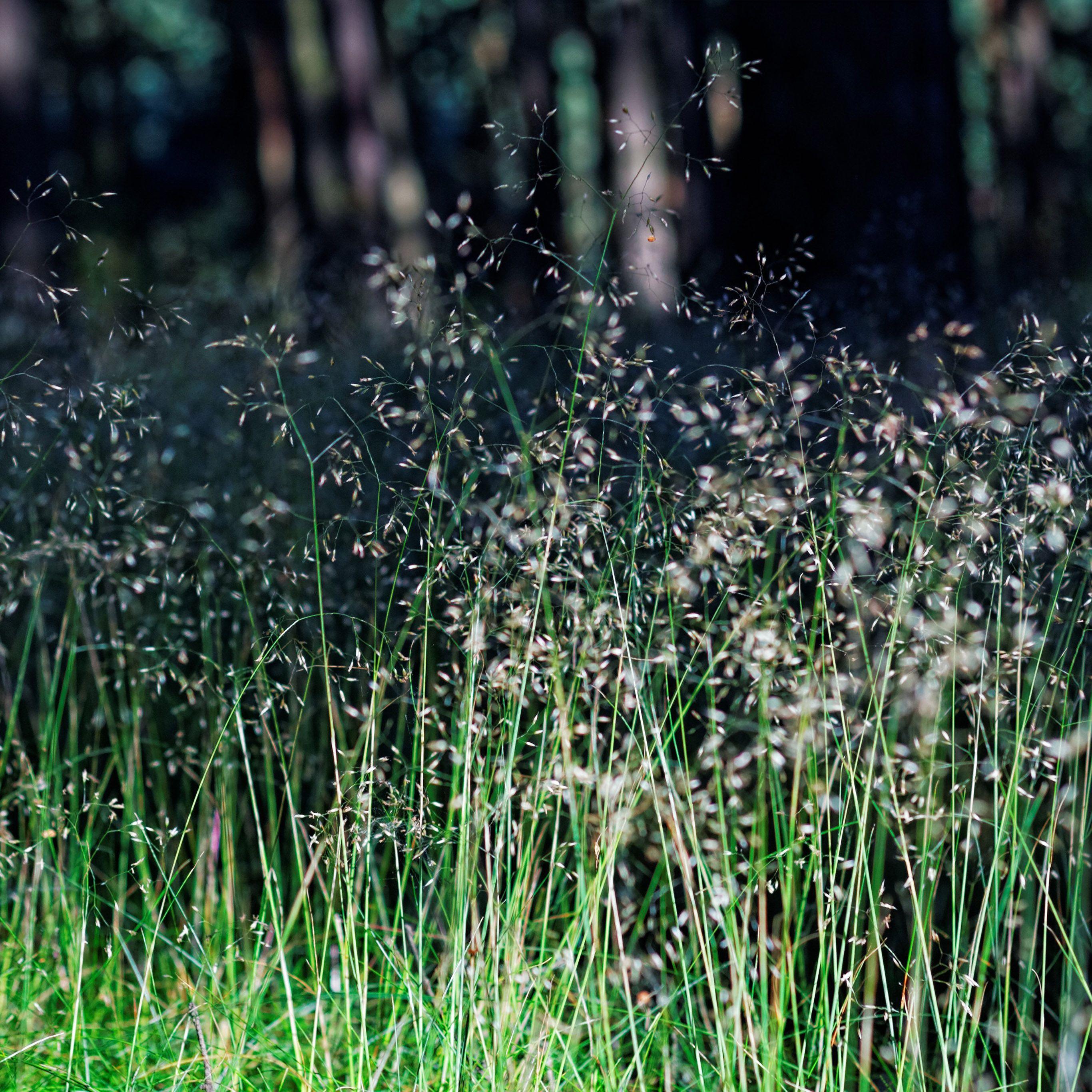 2732x2732 Flower Dark Green Nature Bokeh Wallpaper