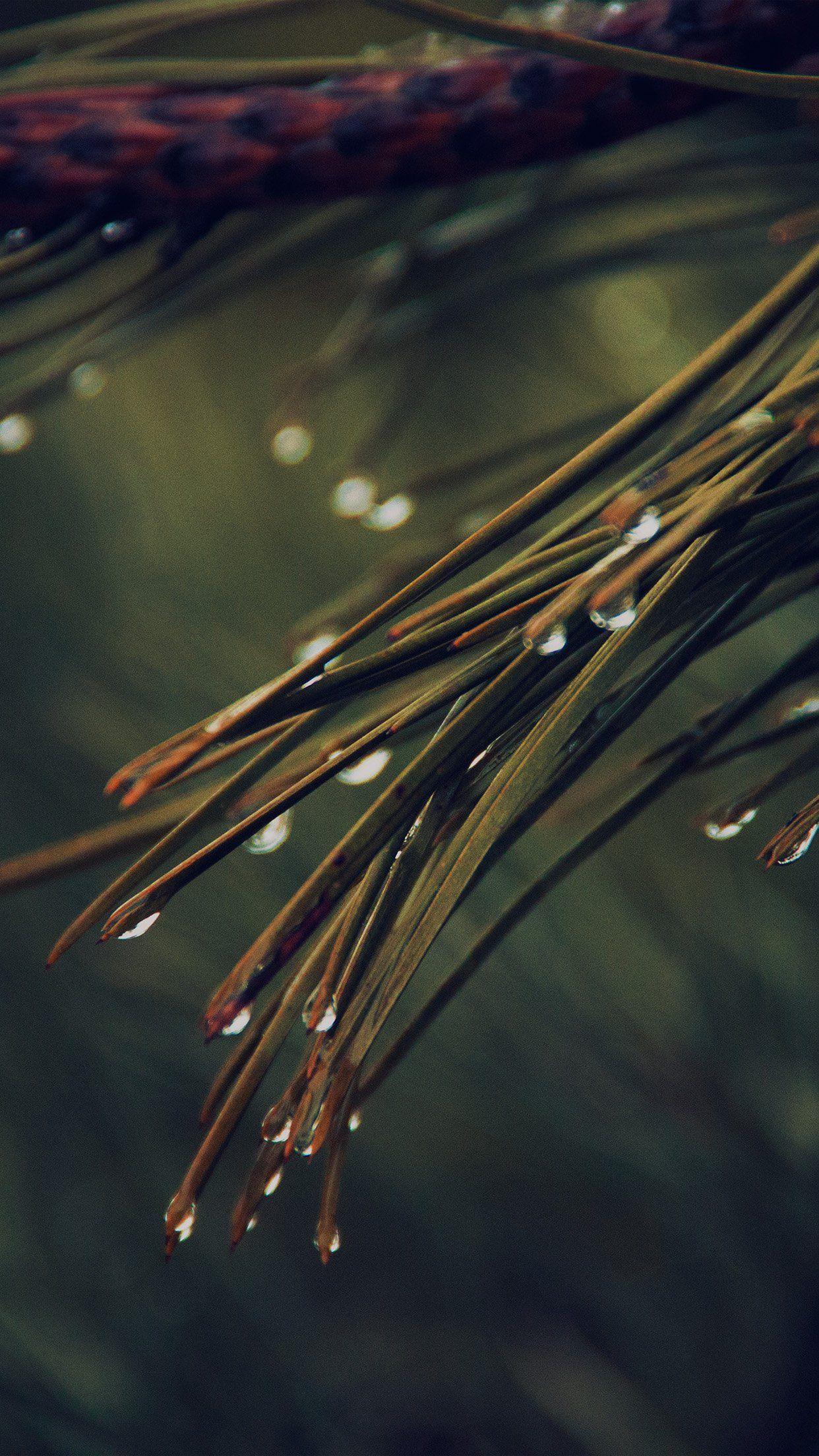 1242x2208 Rain Pine Tree Dark Green Nature Mountain Android wallpaper HD wallpaper