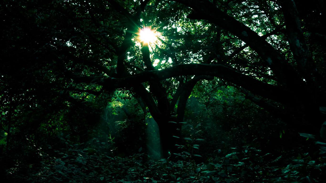 1366x768 Green Forest Wallpaper HD