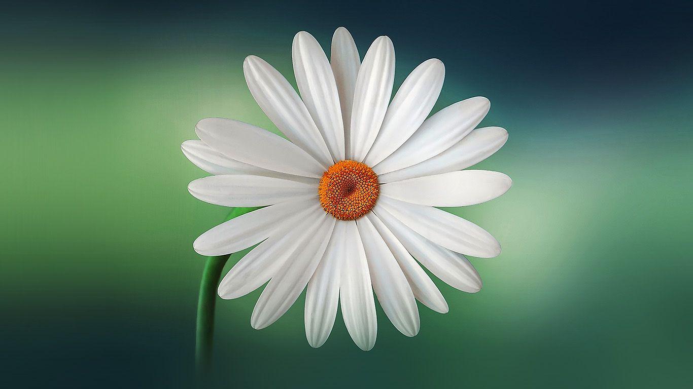 1366x768 wallpaper for desktop, laptop. flower blue green nature green