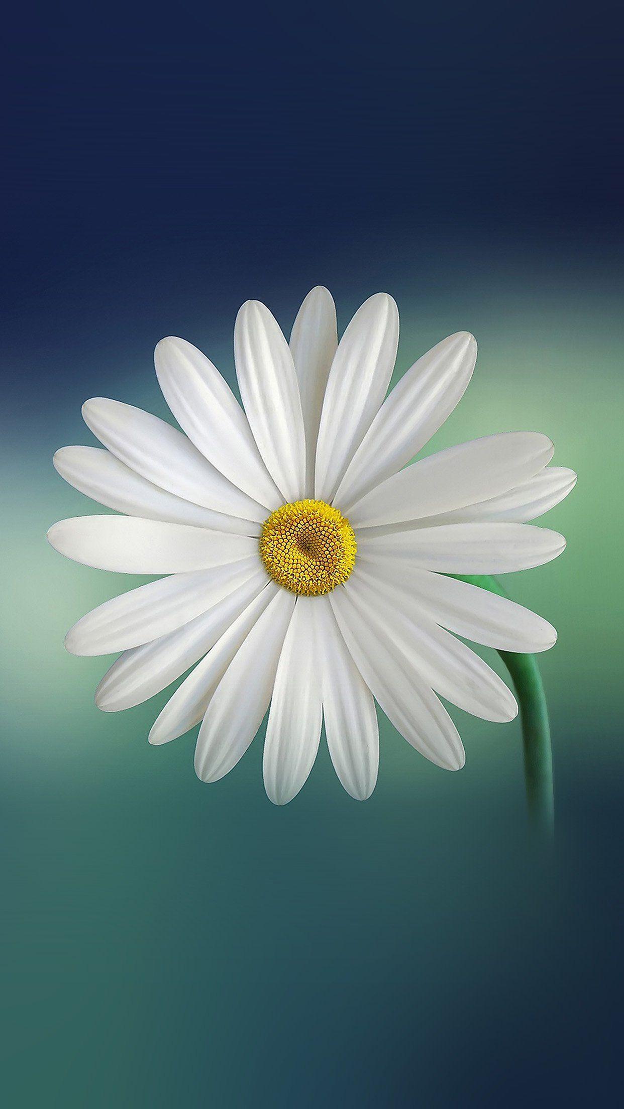 1242x2208 Flower Blue Green Nature Android wallpaper HD wallpaper
