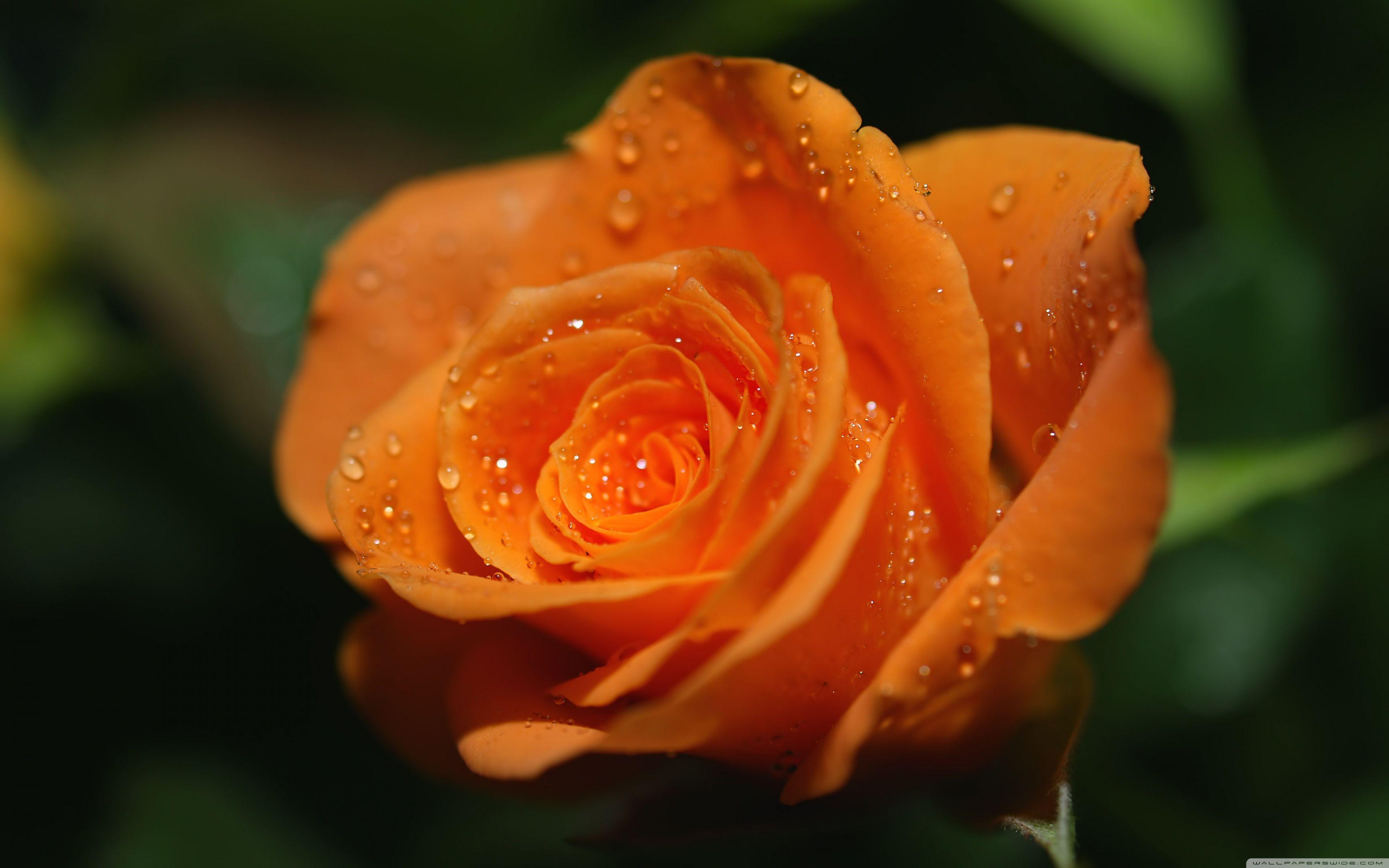 Rose, bud, orange, purple. Flower background , Flower , Best iphone HD  phone wallpaper | Pxfuel