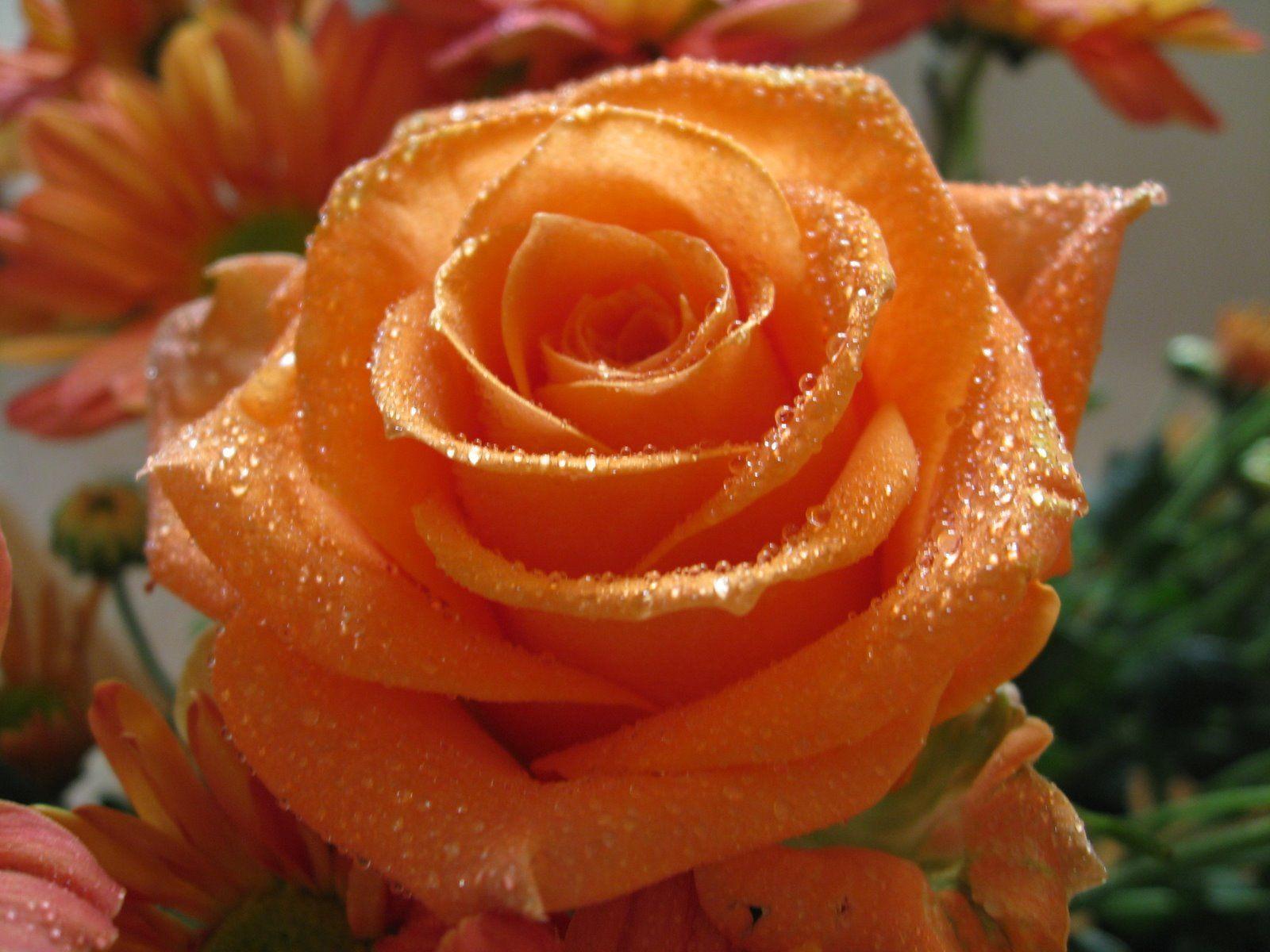Orange Roses HD Orange Aesthetic Wallpapers | HD Wallpapers | ID #54392