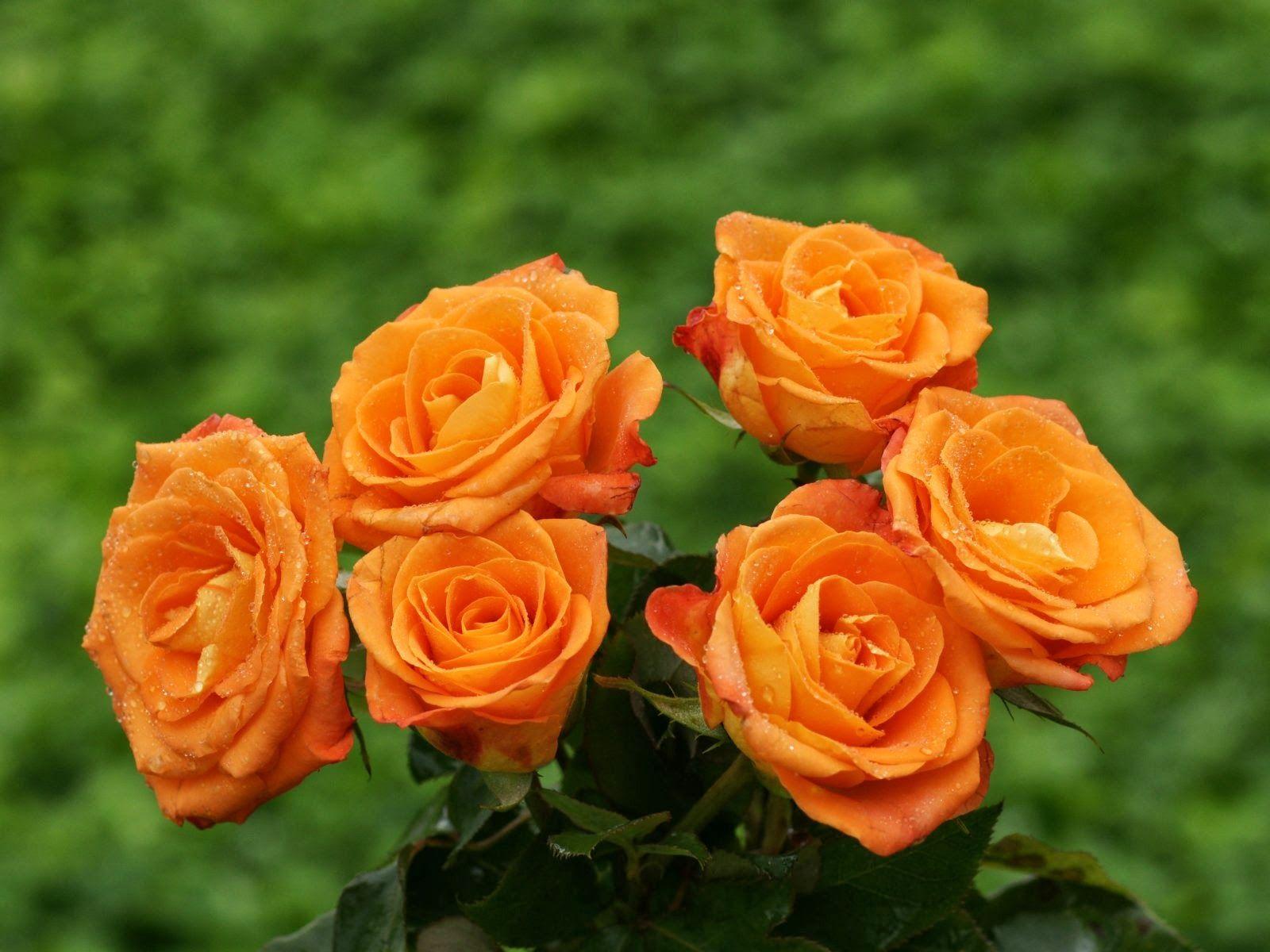 An Orange Rose In A Dark Garden Background, Aesthetic Rose Pictures  Background Image And Wallpaper for Free Download
