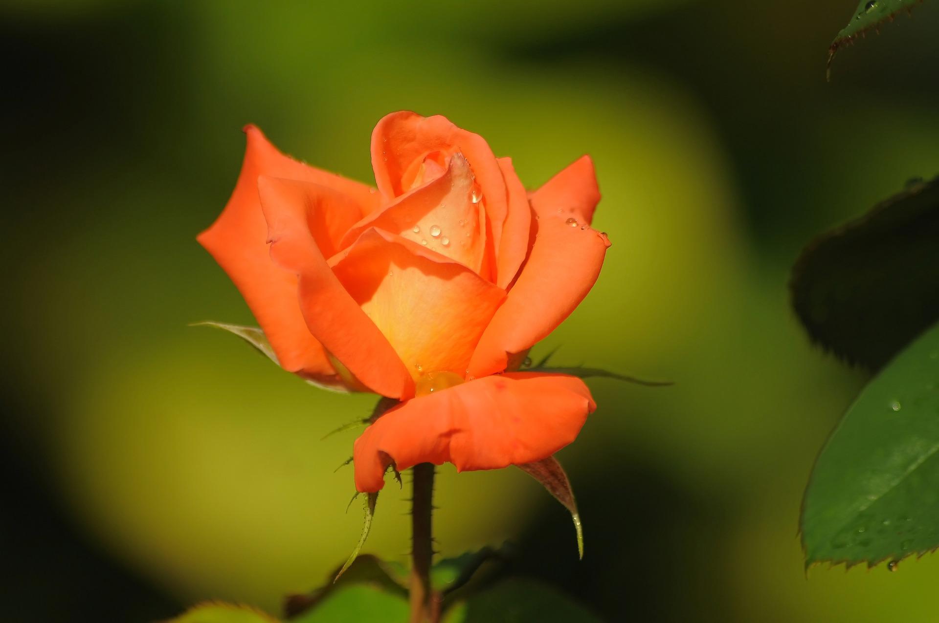 1920x1275 Orange Rose Wallpaper HD for Android
