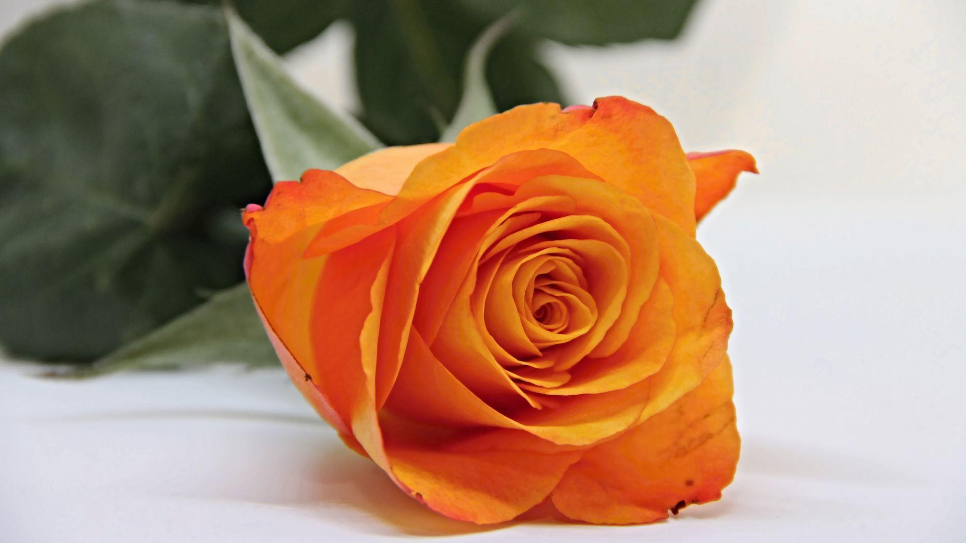 1920x1080 Desktop wallpaper orange rose, bud, flower, HD image, picture, background, 49db1f