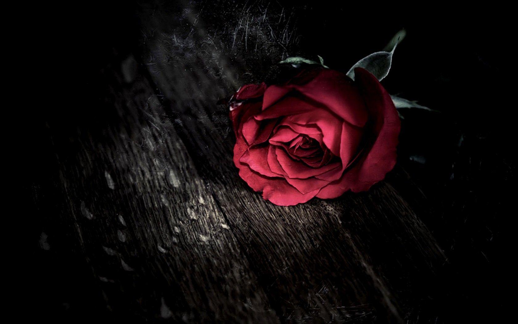 Wallpaper Black Rose Rose Black Flower Goth Subculture Background   Download Free Image