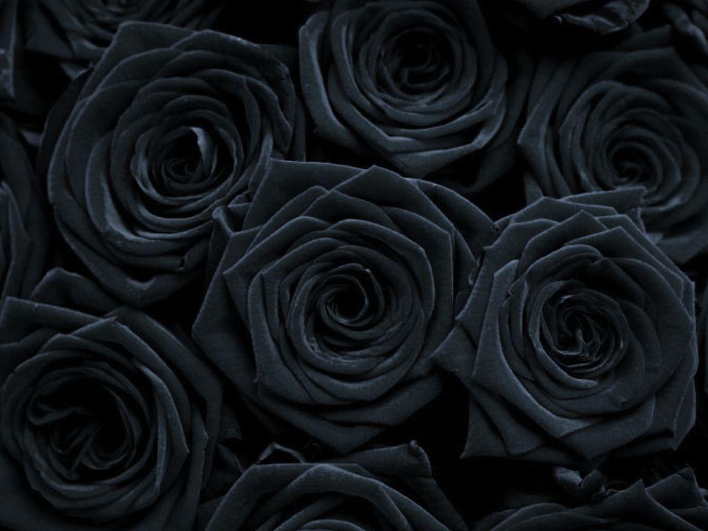1024x768 Gothic Rose Wallpaper