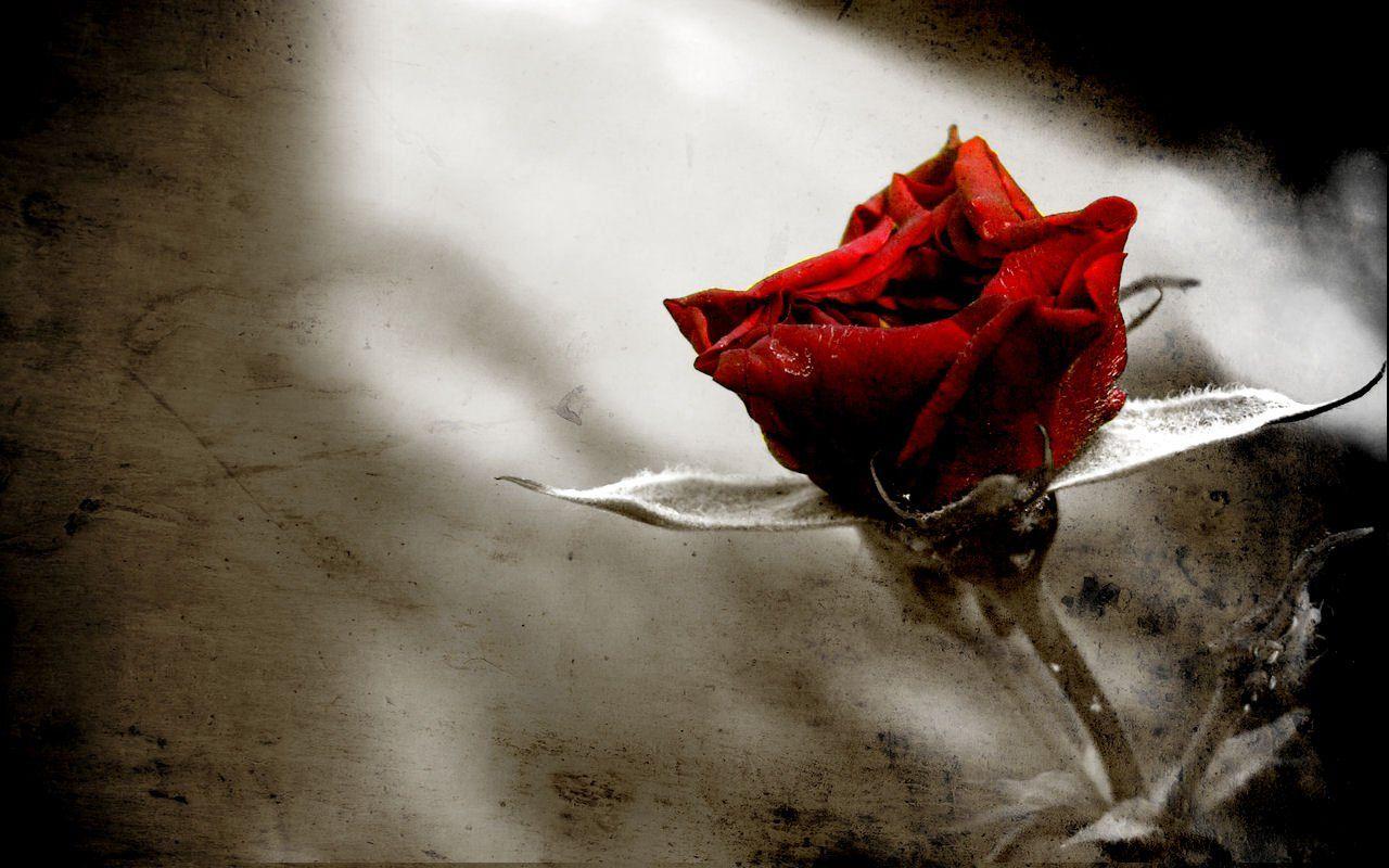 Download Gothic Iphone Red Roses On Black Background Wallpaper  Wallpapers com