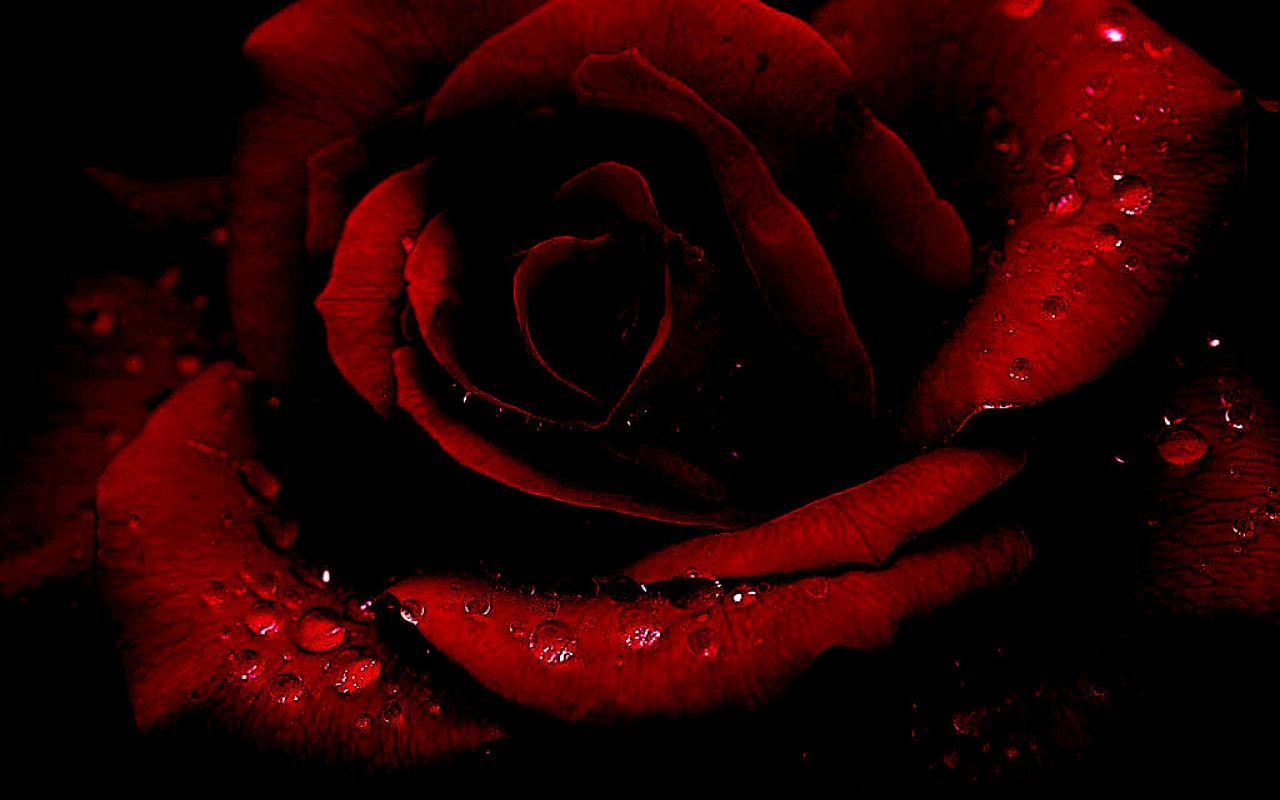 Gothic Roses HD Wallpapers - Top Free Gothic Roses HD Backgrounds ...