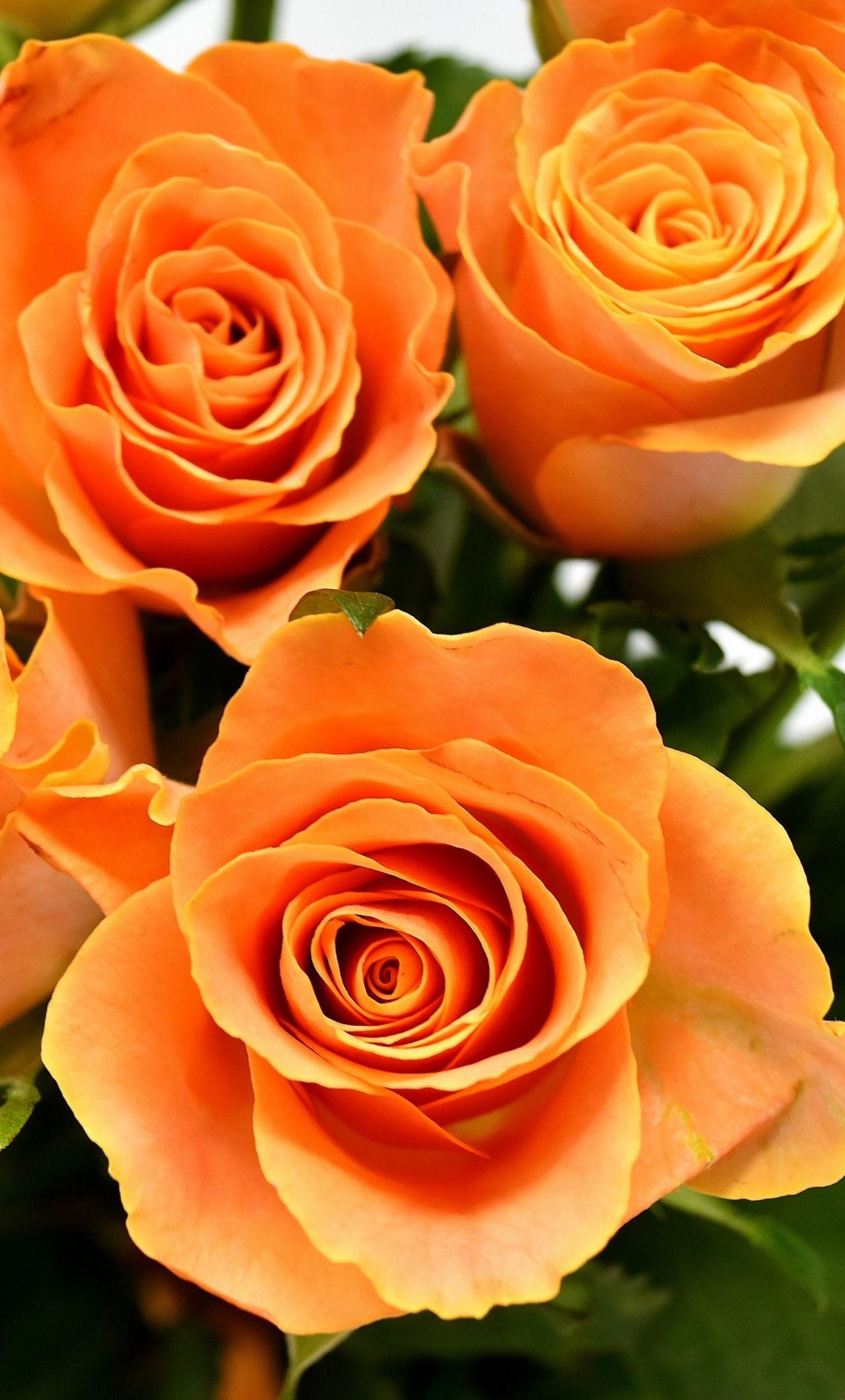 Free download Beautiful Orange Roses wallpaper 1680x1050 22569 [1680x1050]  for your Desktop, Mobile & Tablet | Explore 30+ Orange Rose Wallpapers | Rose  Wallpapers, Wallpaper Rose, Orange Backgrounds