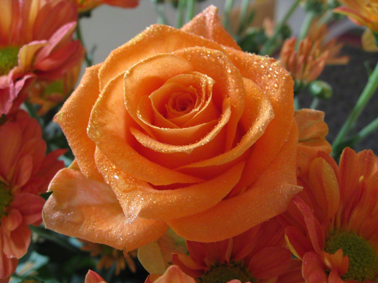 1600x1200 orange rose photo and wallpaper