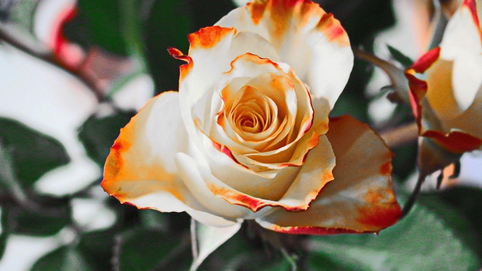 1600x900 White Orange Rose Wallpaper