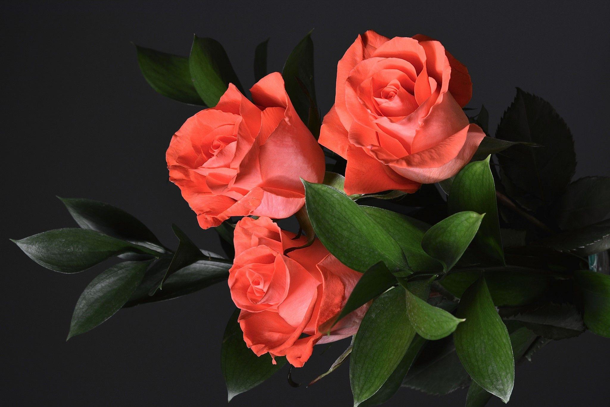 2048x1365 Earth Flower Rose Orange Flower Wallpaper:2048x1365