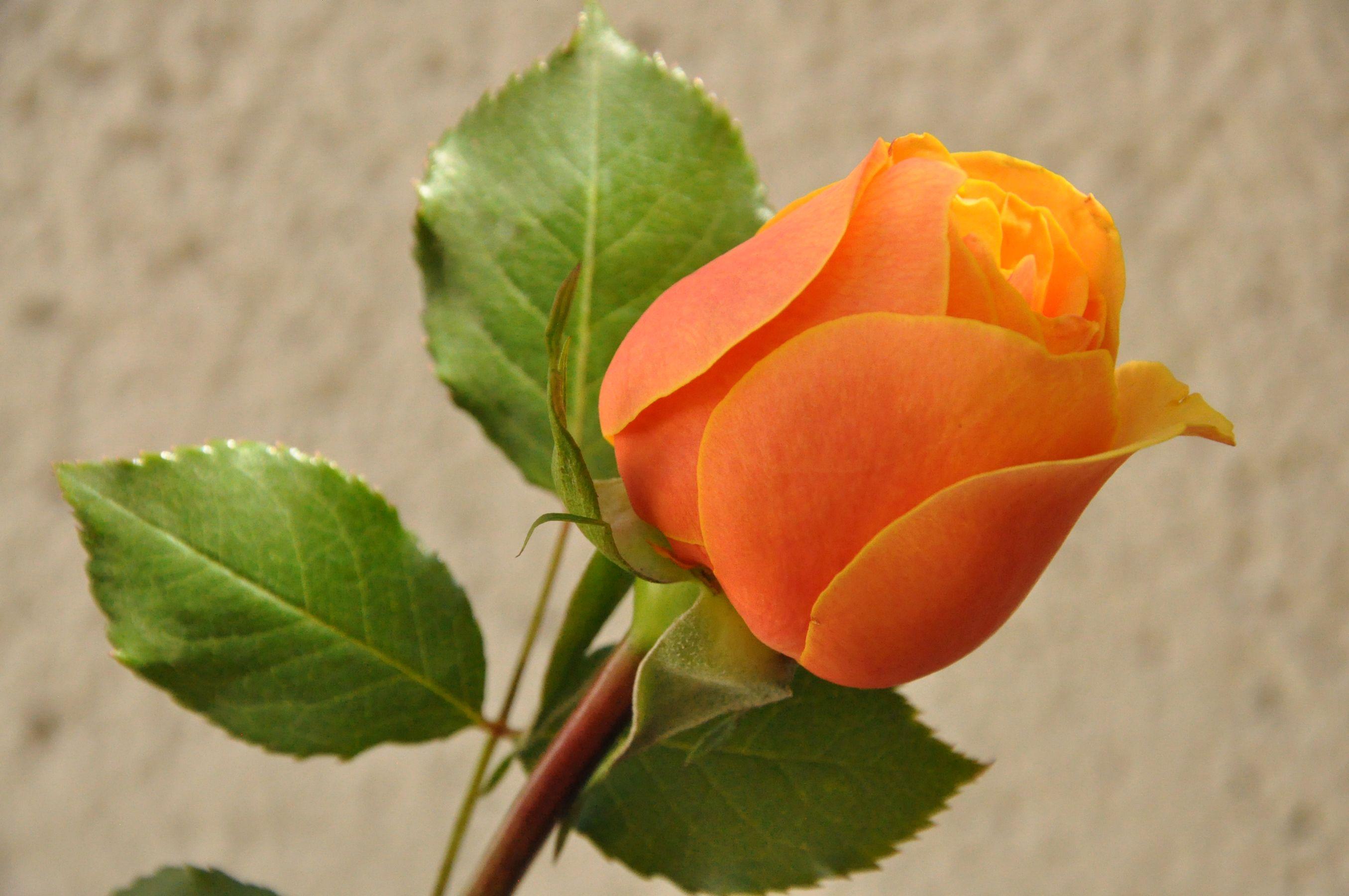 Orange Rose HD Wallpapers - Top Free Orange Rose HD Backgrounds ...