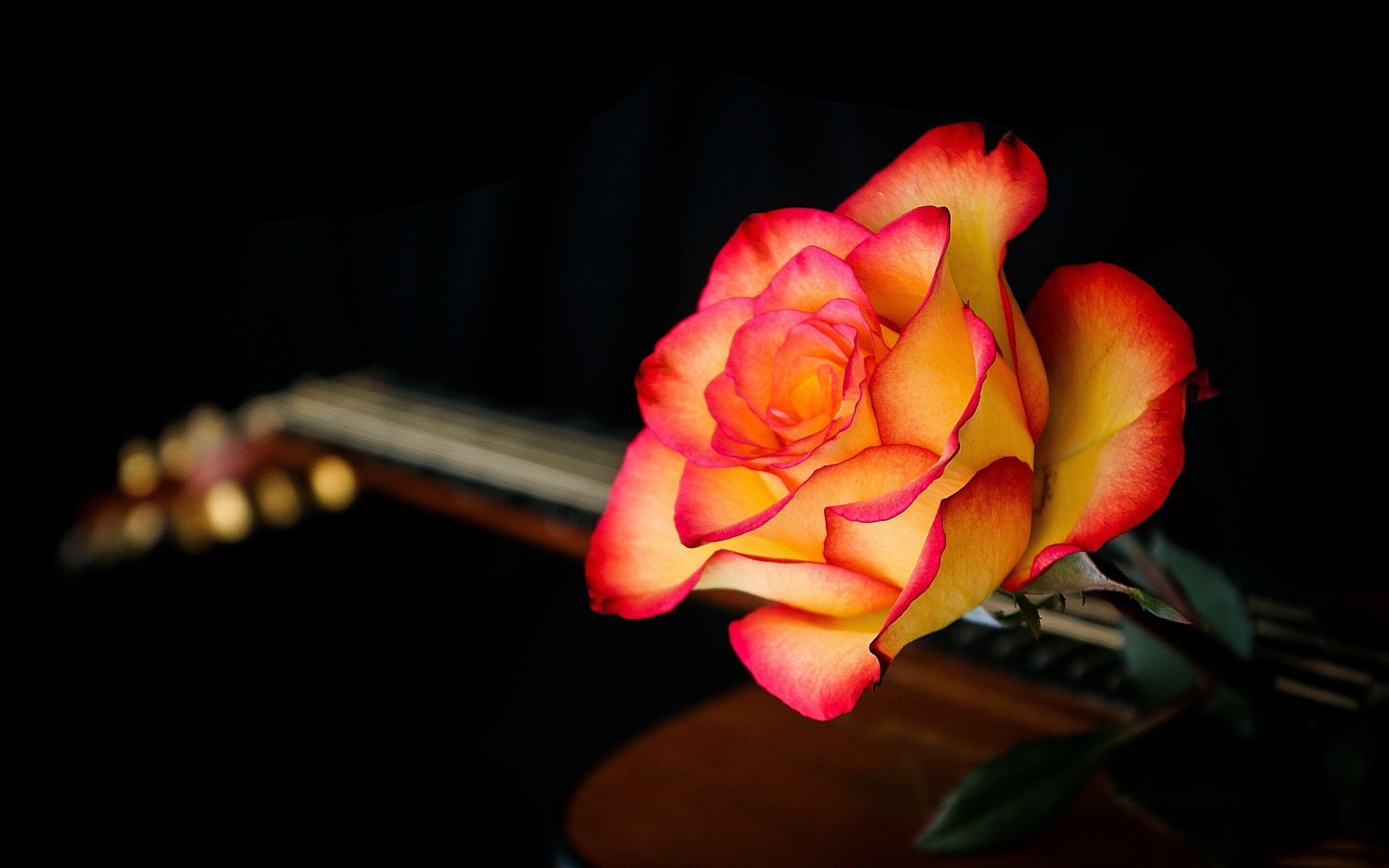 2880x1800 Free download Wallpaper Red orange rose 2880x1800 HD Picture Image [2880x1800] for your Desktop, Mobile & Tablet. Explore Orange Roses Wallpaper. Orange Roses Wallpaper, Orange Wallpaper, Background Orange