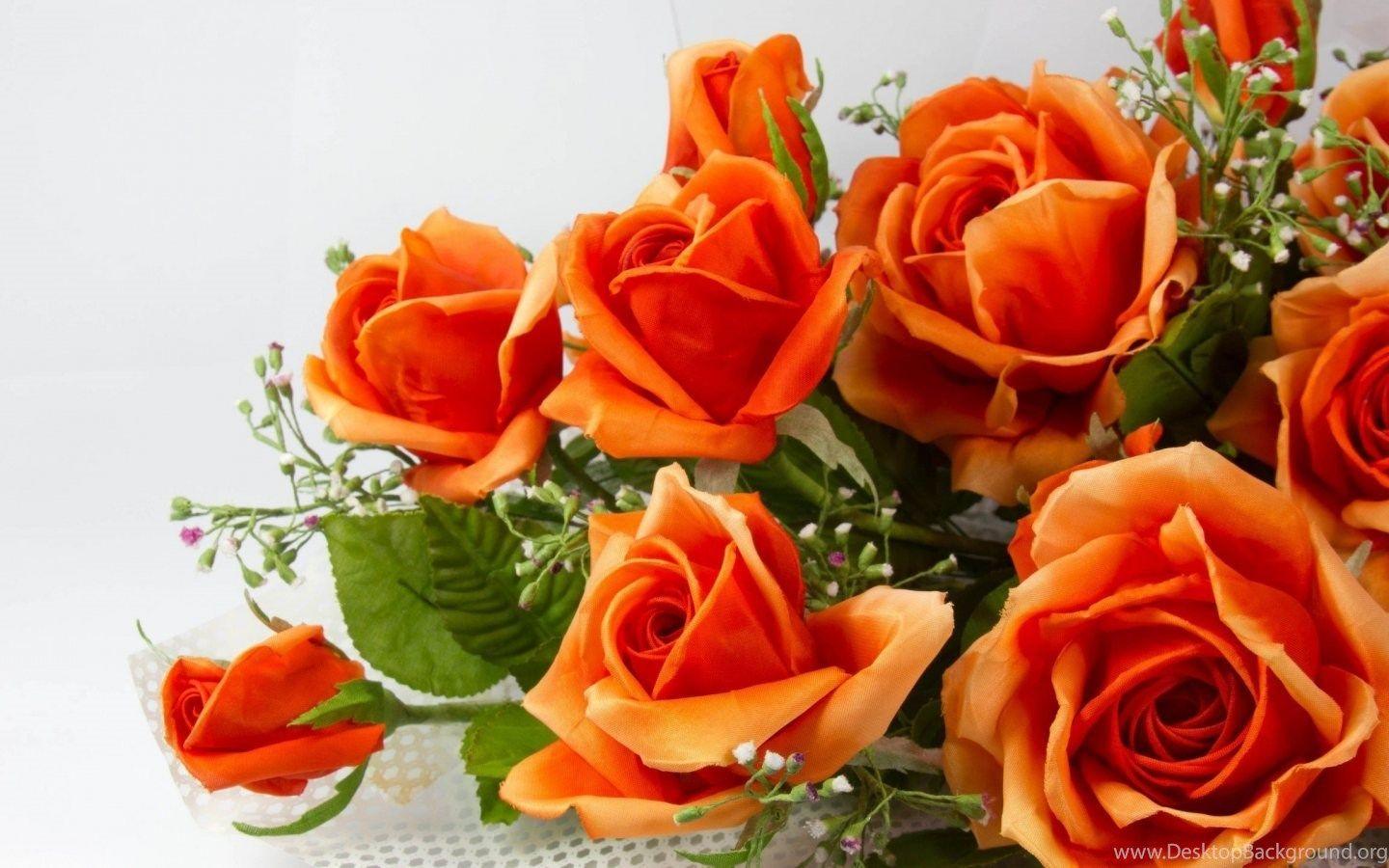 1440x900 5428) Orange Rose Background HD Wallpaper WalOps.com Desktop Background