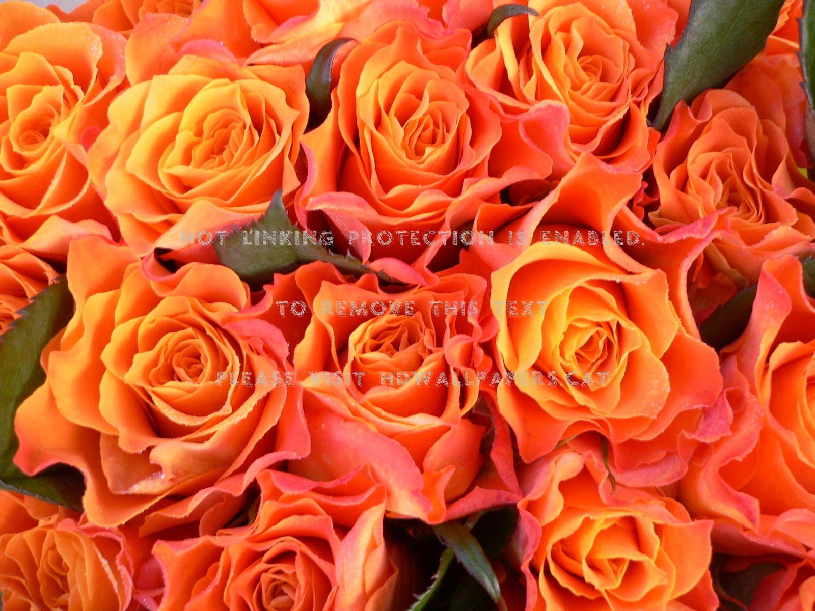 1600x1200 Orange Roses Wallpaper HD