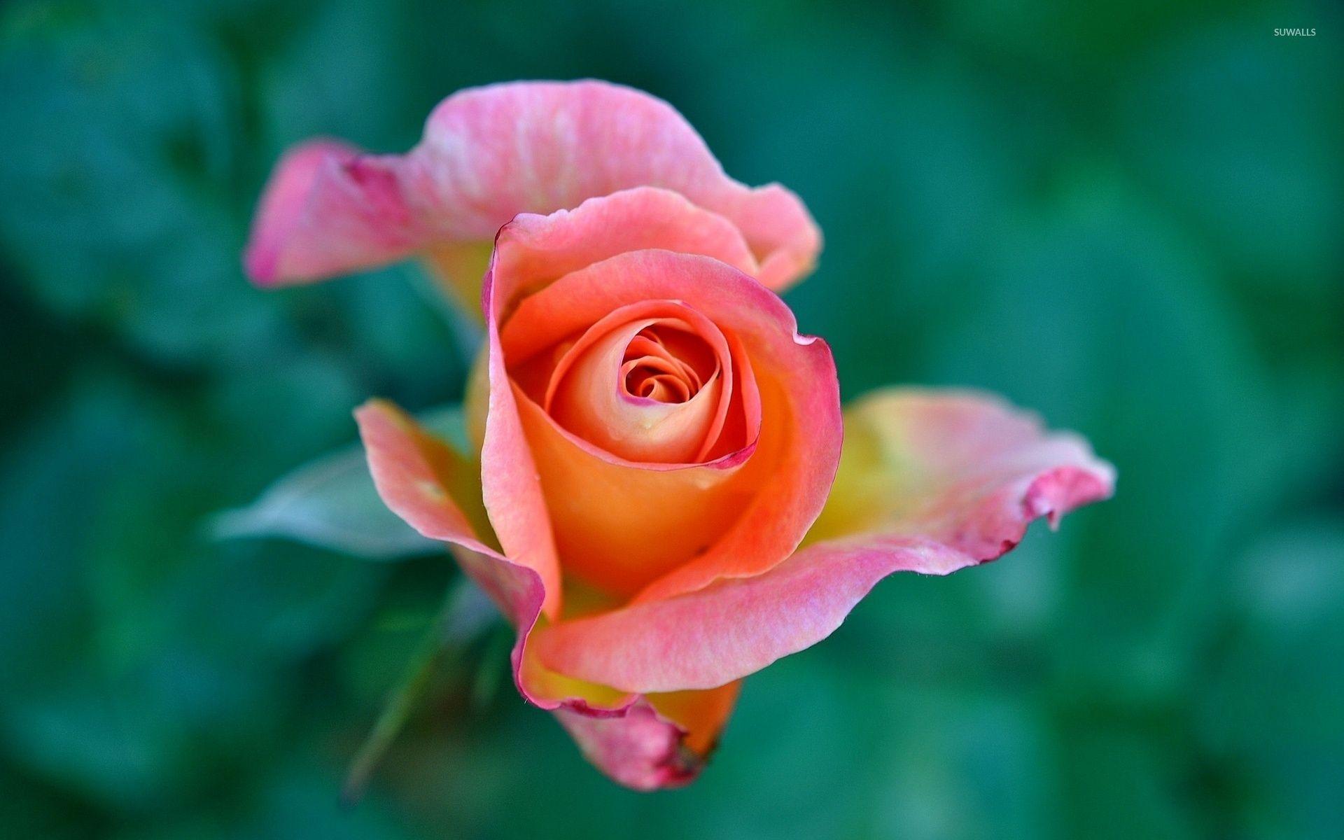 1920x1200 Orange rose [2] wallpaper wallpaper