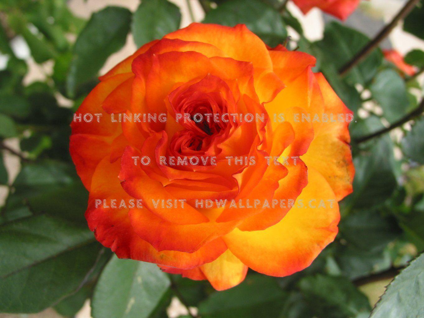 1363x1022 orange rose petal nature flower leaves