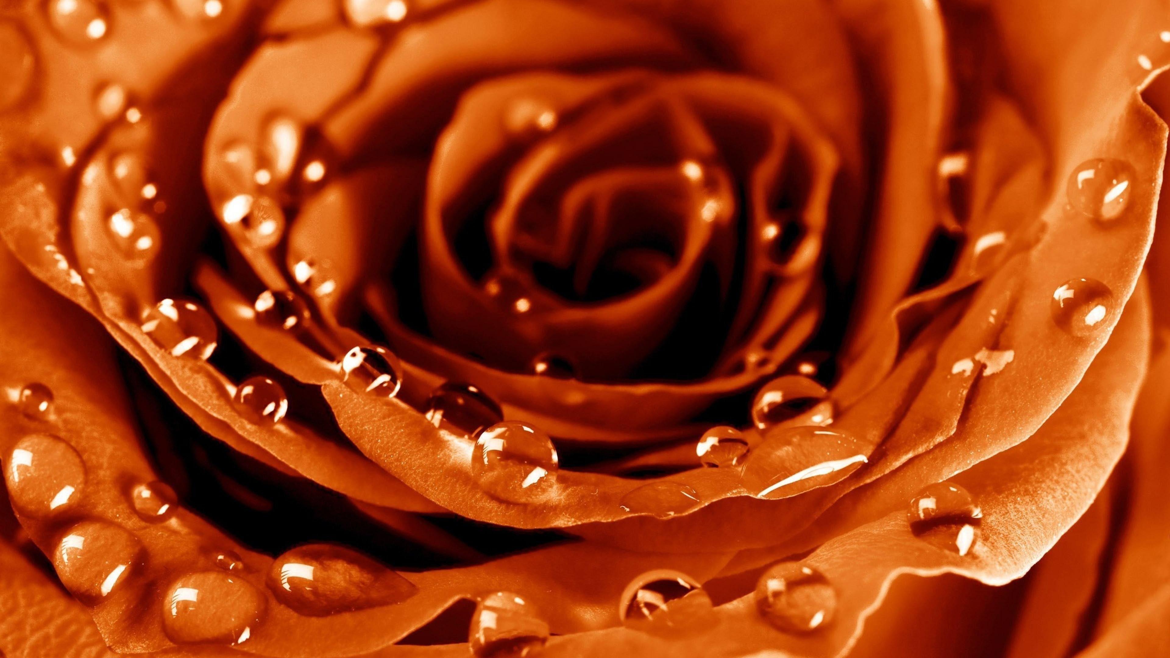 3840x2160 Wallpaper Rose, 4k, HD wallpaper, drops, dew, flower, Nature