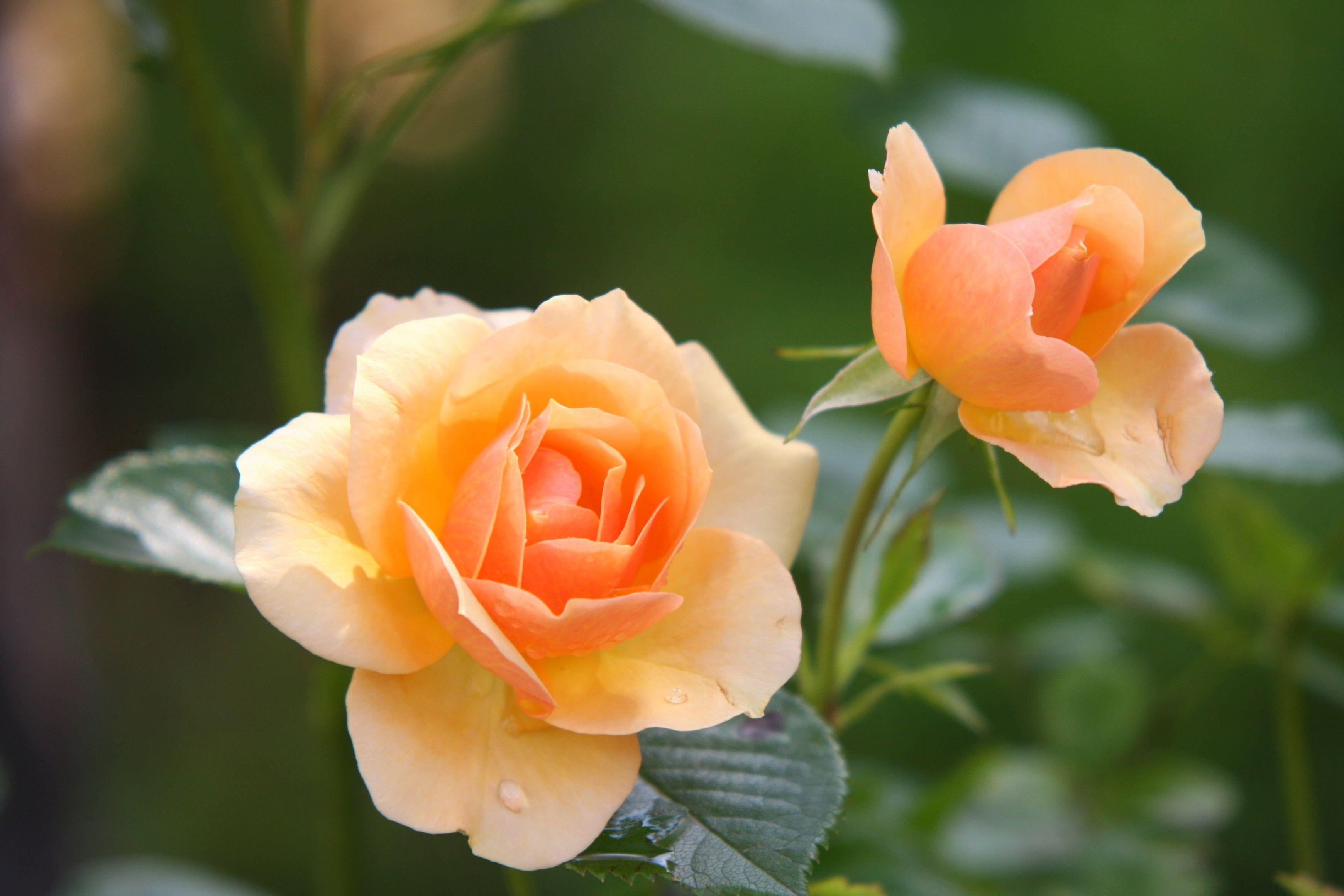 3482x2321 Orange Rose Flower in Bloom during Daytime · Free