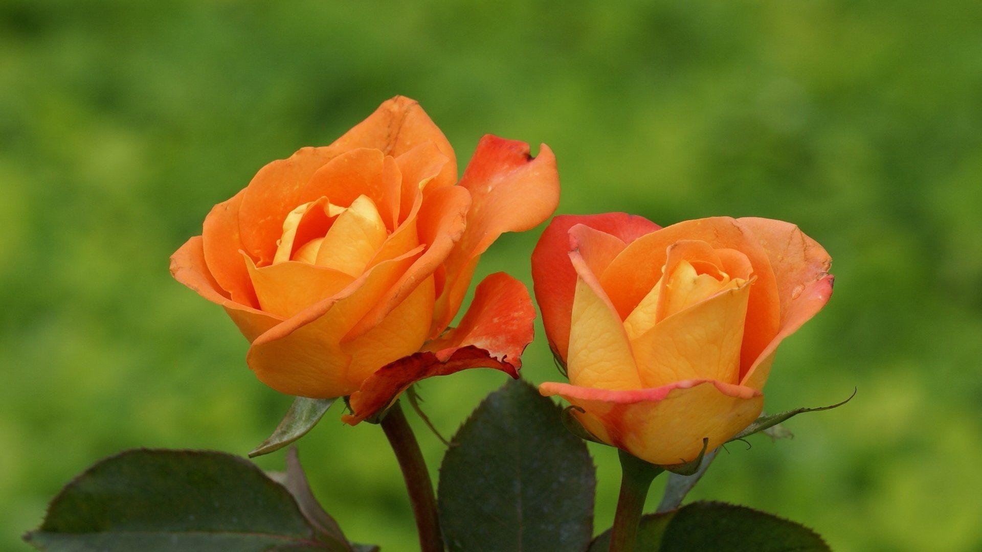 Orange Roses Wallpapers - Top Free Orange Roses Backgrounds ...