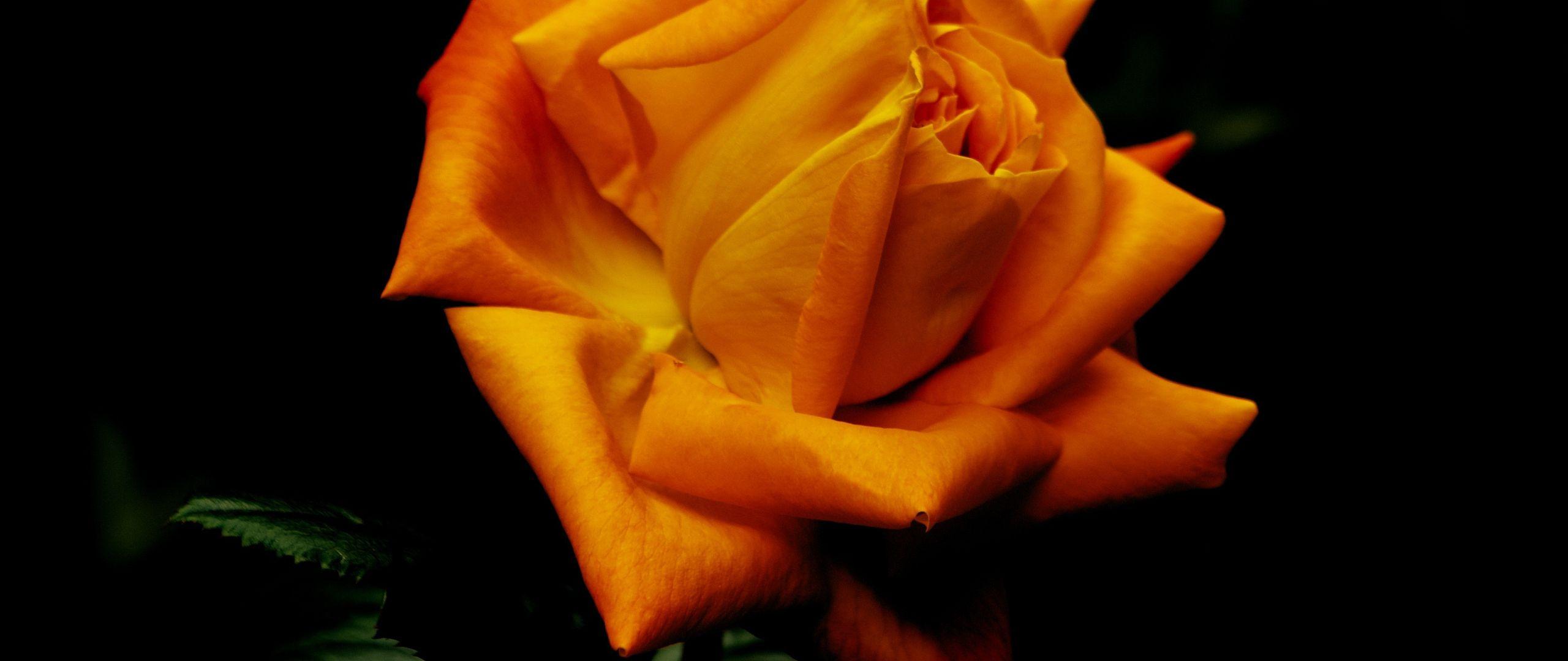 2560x1080 Download 2560x1080 Wallpaper Flowers, Orange Rose, Portrait, Dual Wide, Widescreen, 2560x1080 HD Image, Background, 28770