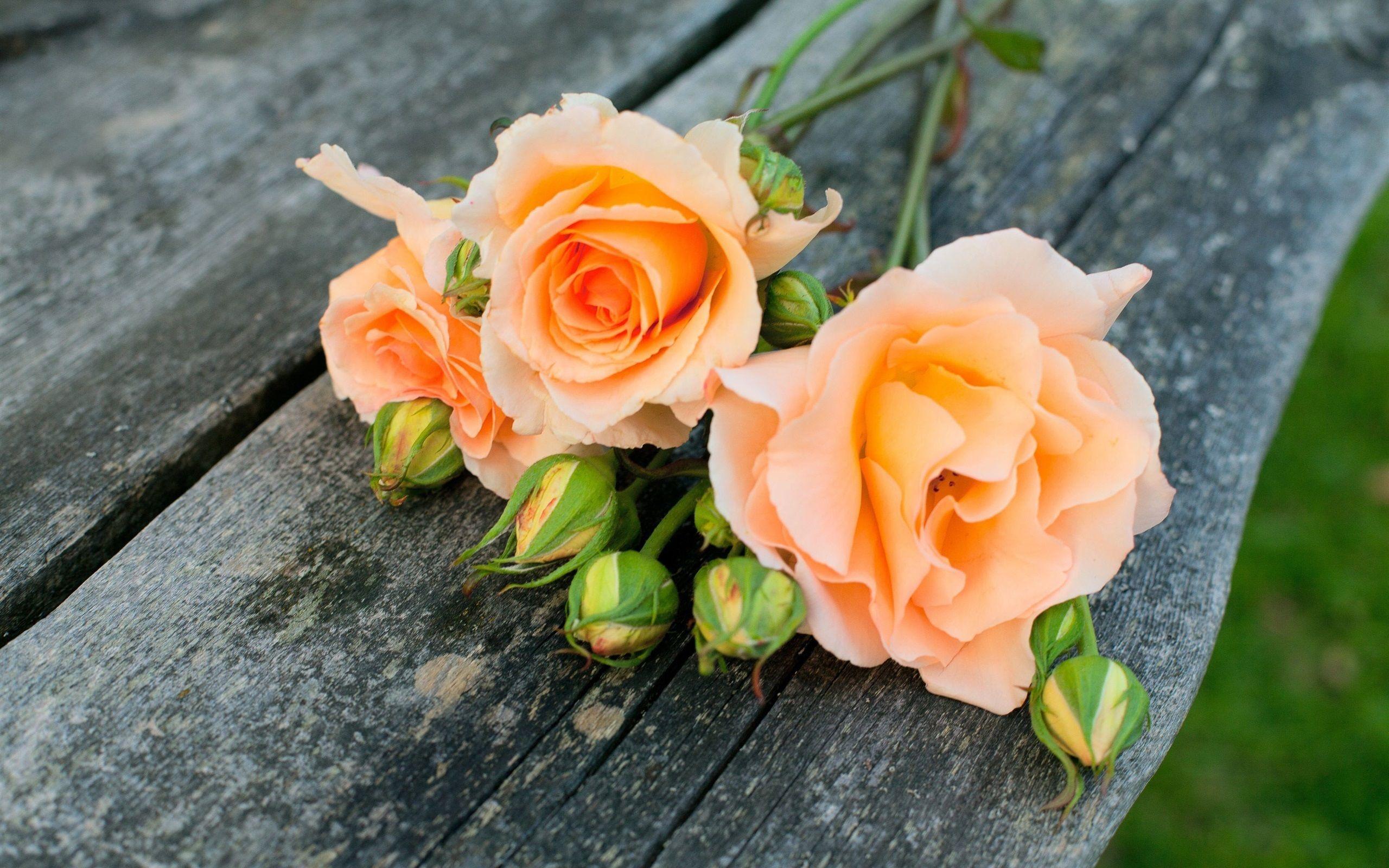 2560x1600 Wallpaper Orange rose flowers 2560x1600 HD Picture, Image